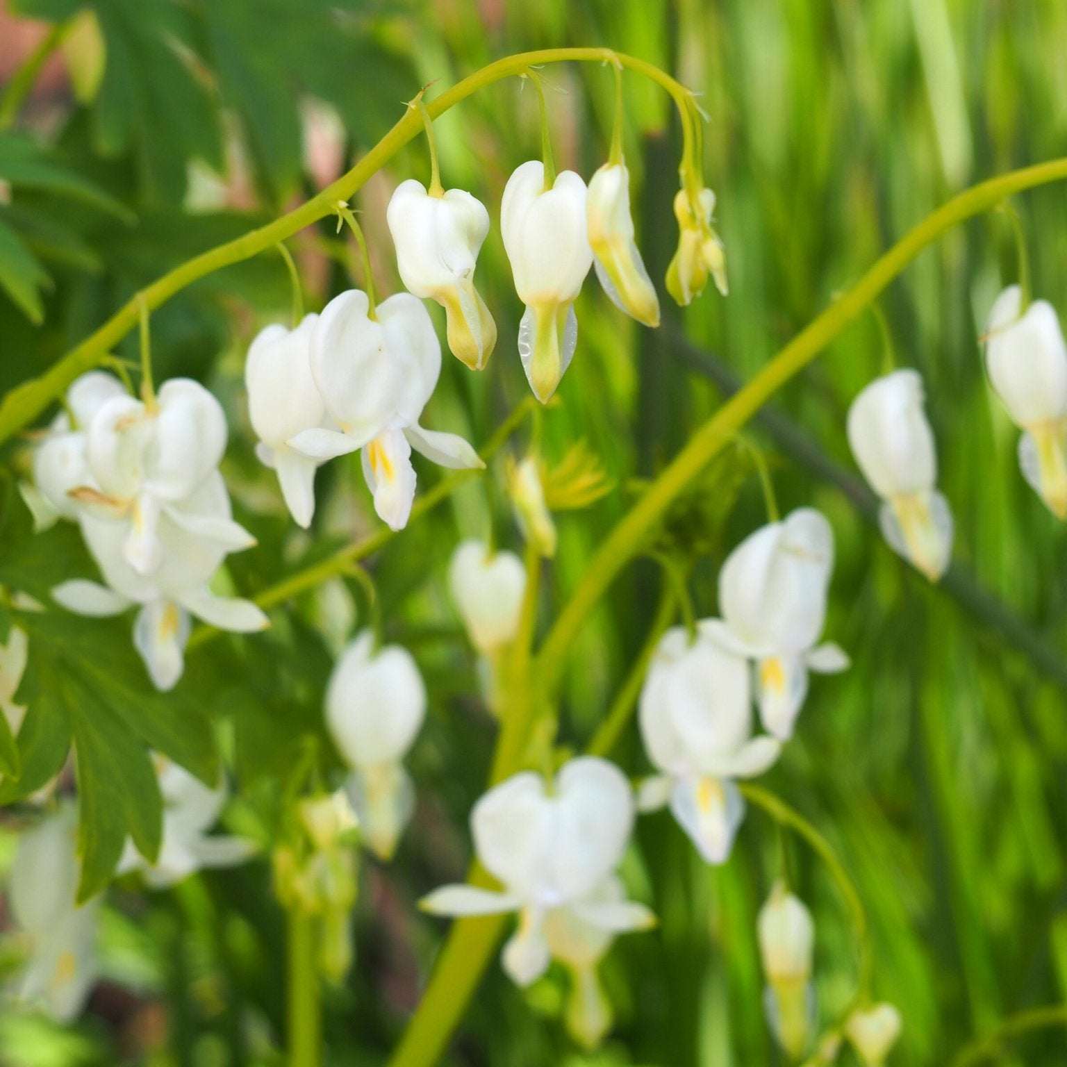 Gebroken hartje - Dicentra Lamprocapnos Spectabilis Alba (wit) - Clay & Roots - van de kwekerij