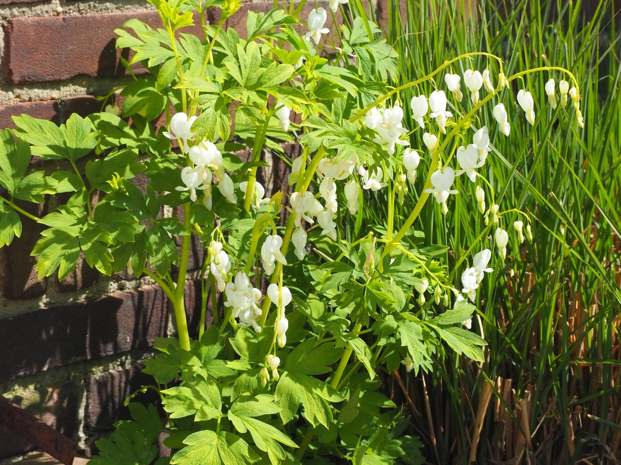 Gebroken hartje - Dicentra Lamprocapnos Spectabilis Alba (wit) - Clay & Roots - van de kwekerij