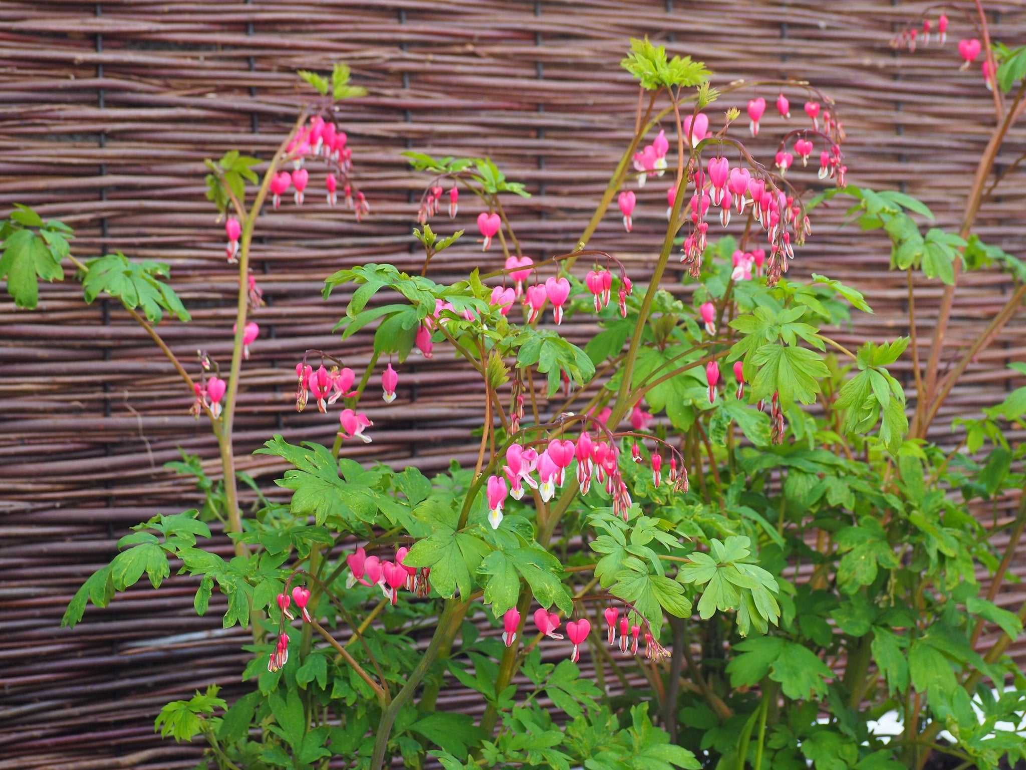 Gebroken hartje - Dicentra Lamprocapnos Spectabilis (roze) - Clay & Roots - van de kwekerij