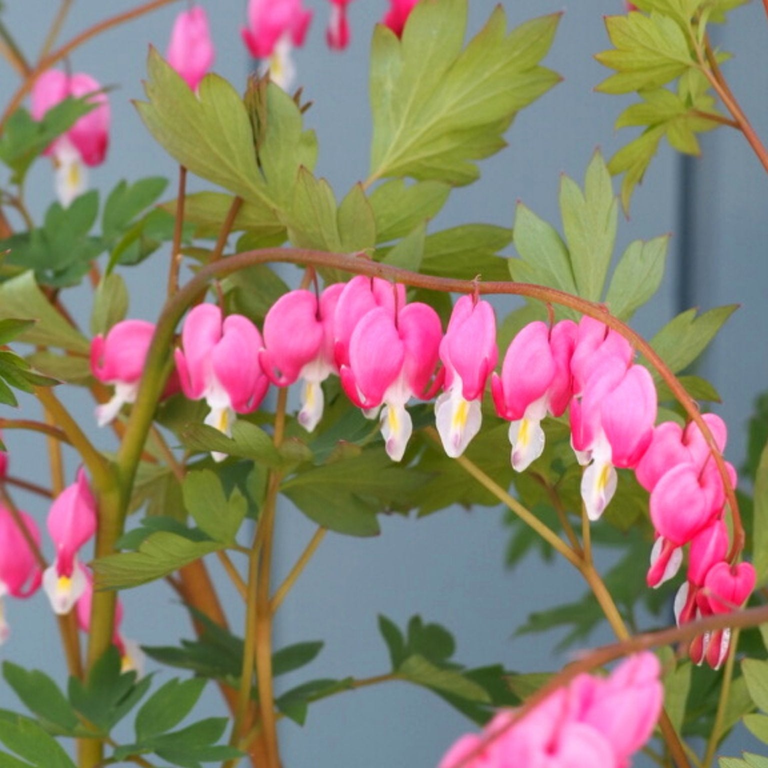 Gebroken hartje - Dicentra Lamprocapnos Spectabilis (roze) - Clay & Roots - van de kwekerij