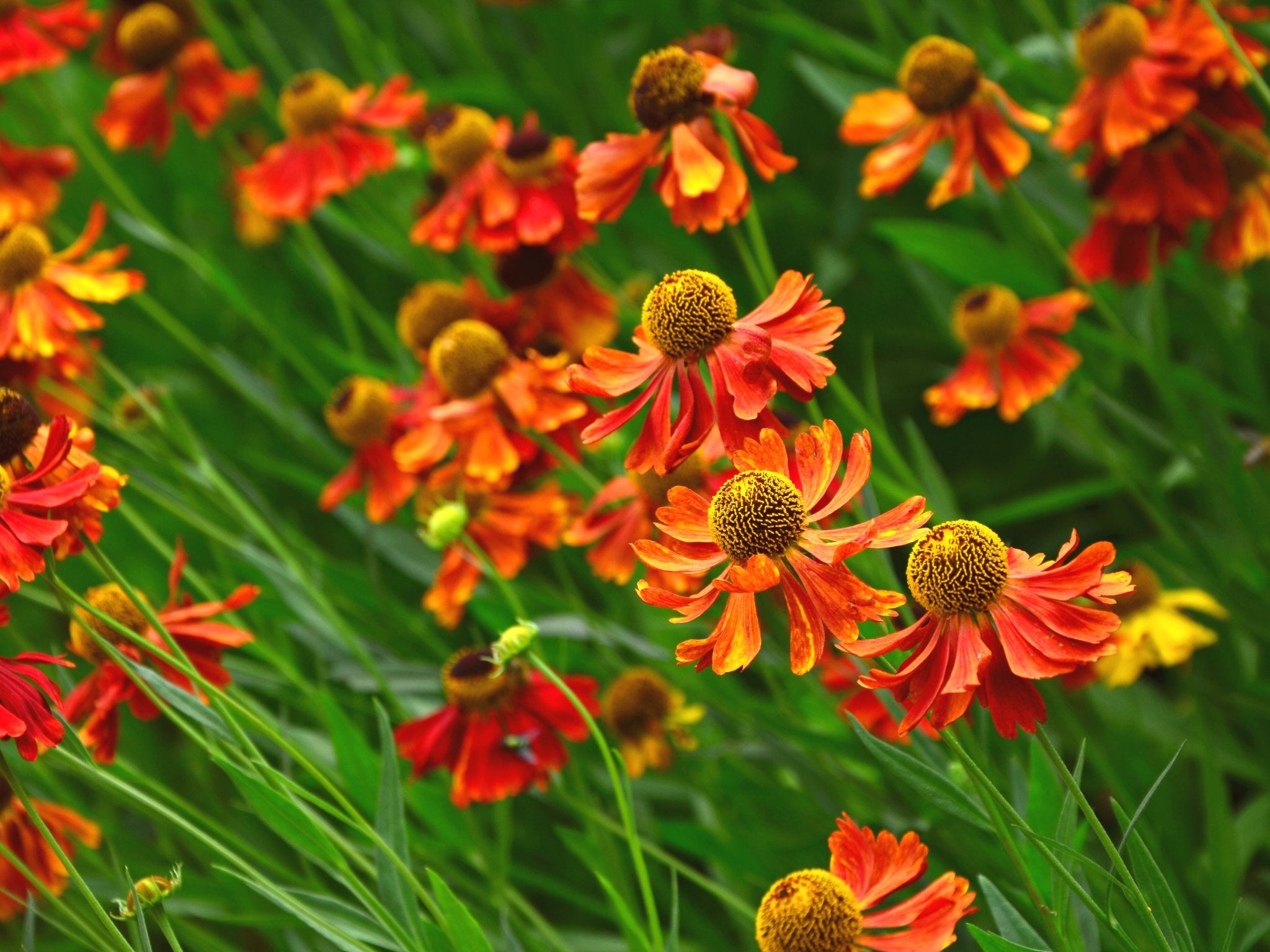 Helenium Moerheim Beauty - Clay & Roots - van de kwekerij