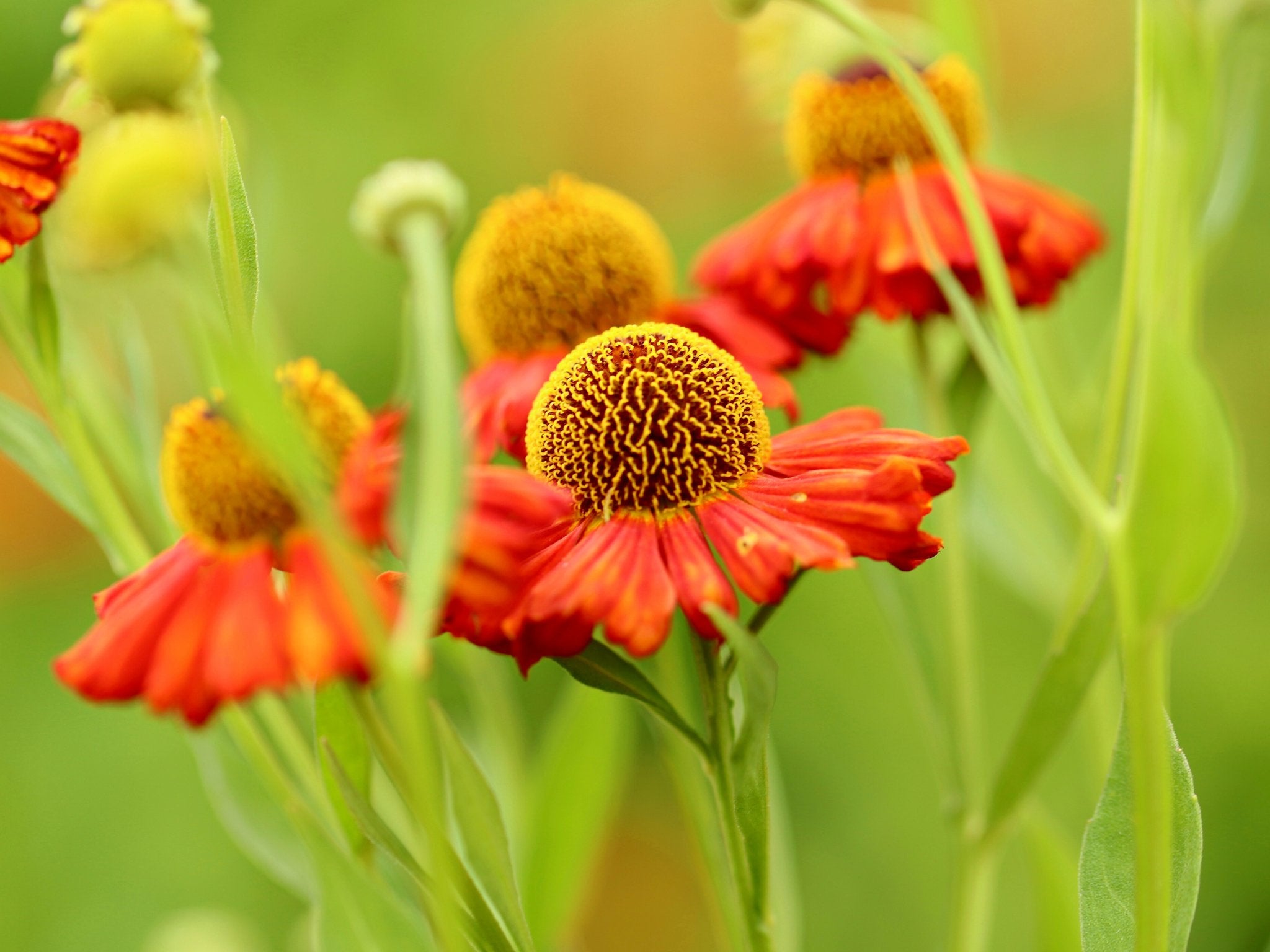 Helenium Moerheim Beauty - Clay & Roots - van de kwekerij