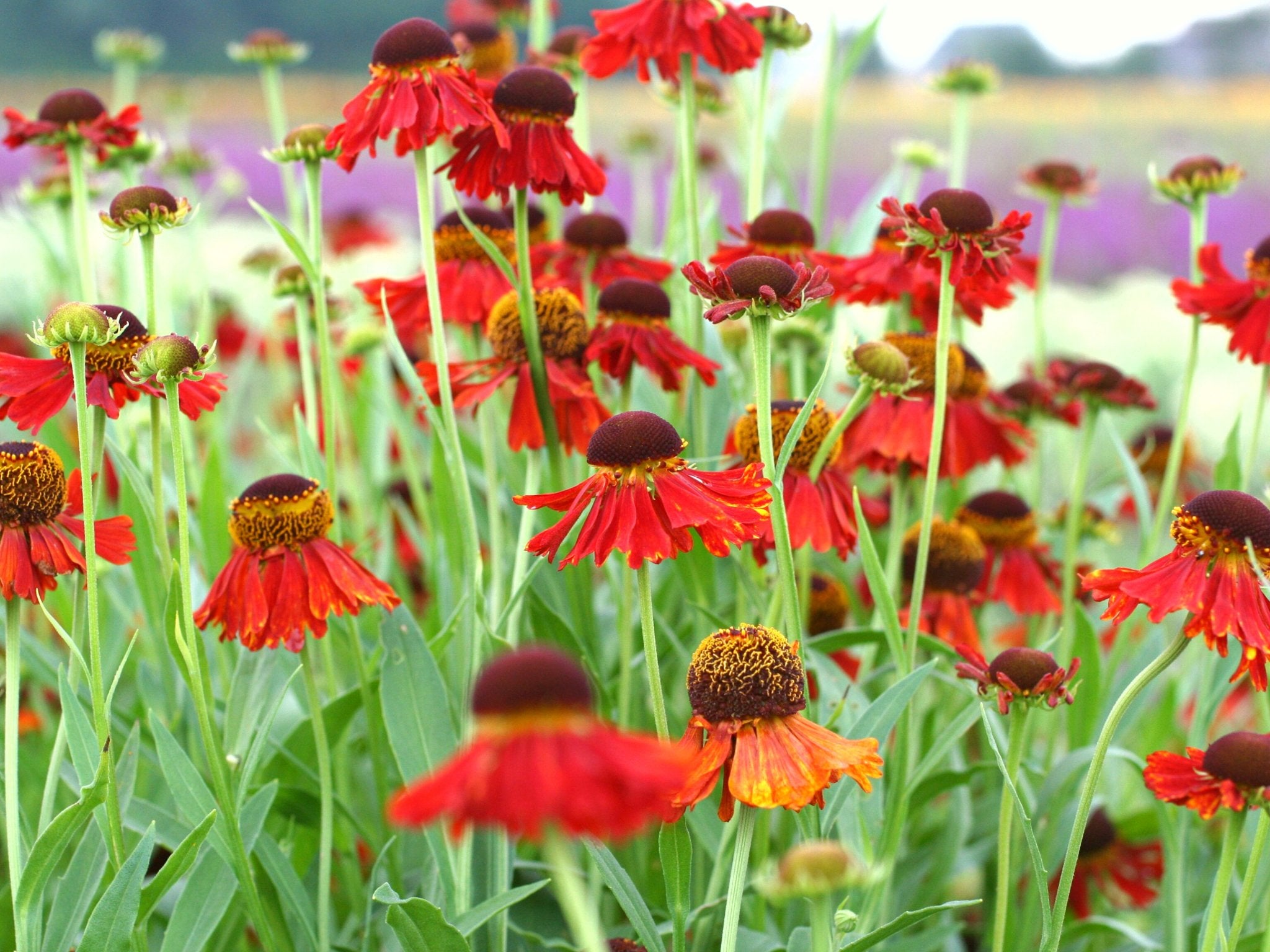 Helenium Moerheim Beauty - Clay & Roots - van de kwekerij