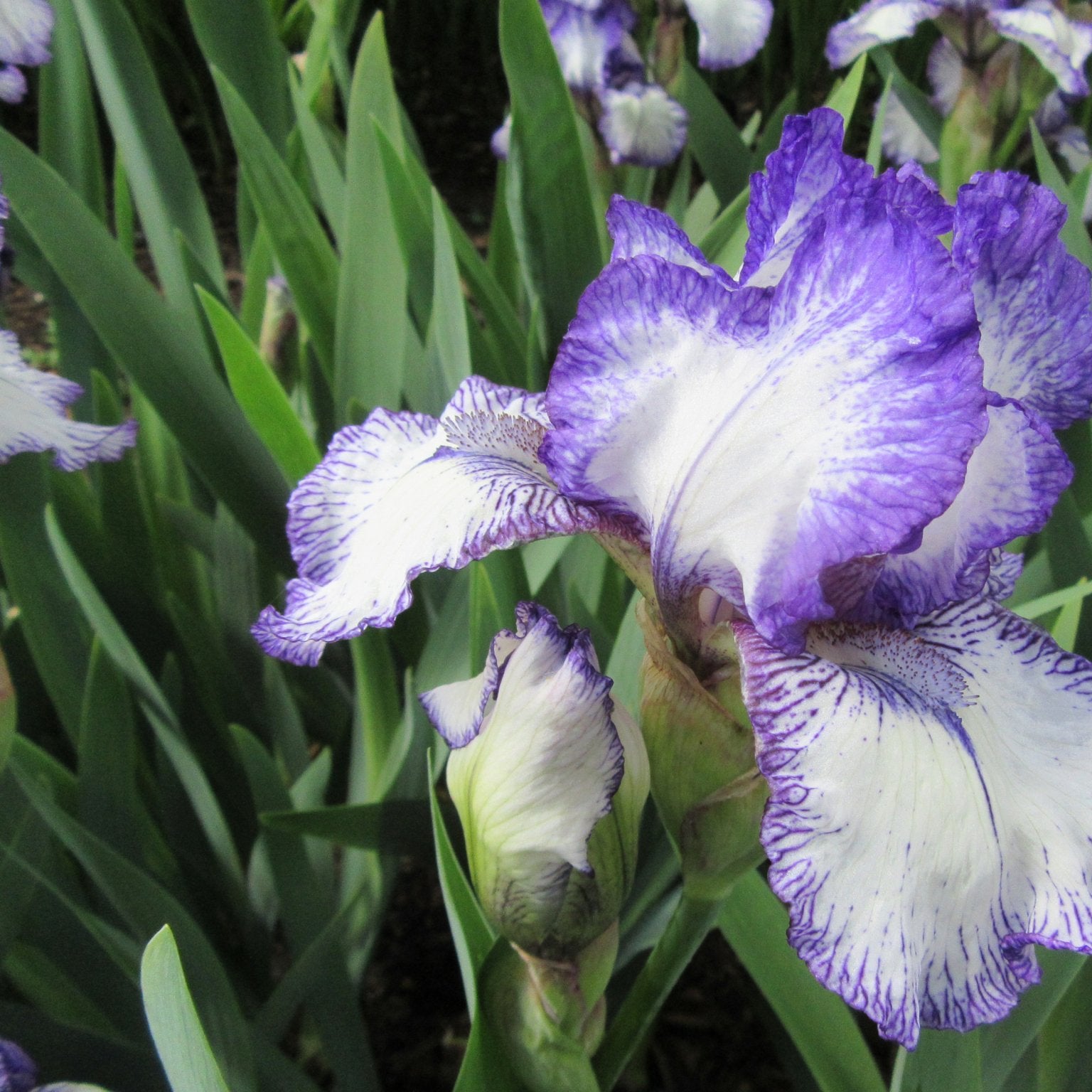 Iris Germanica Bold Print - Clay & Roots - van de kwekerij