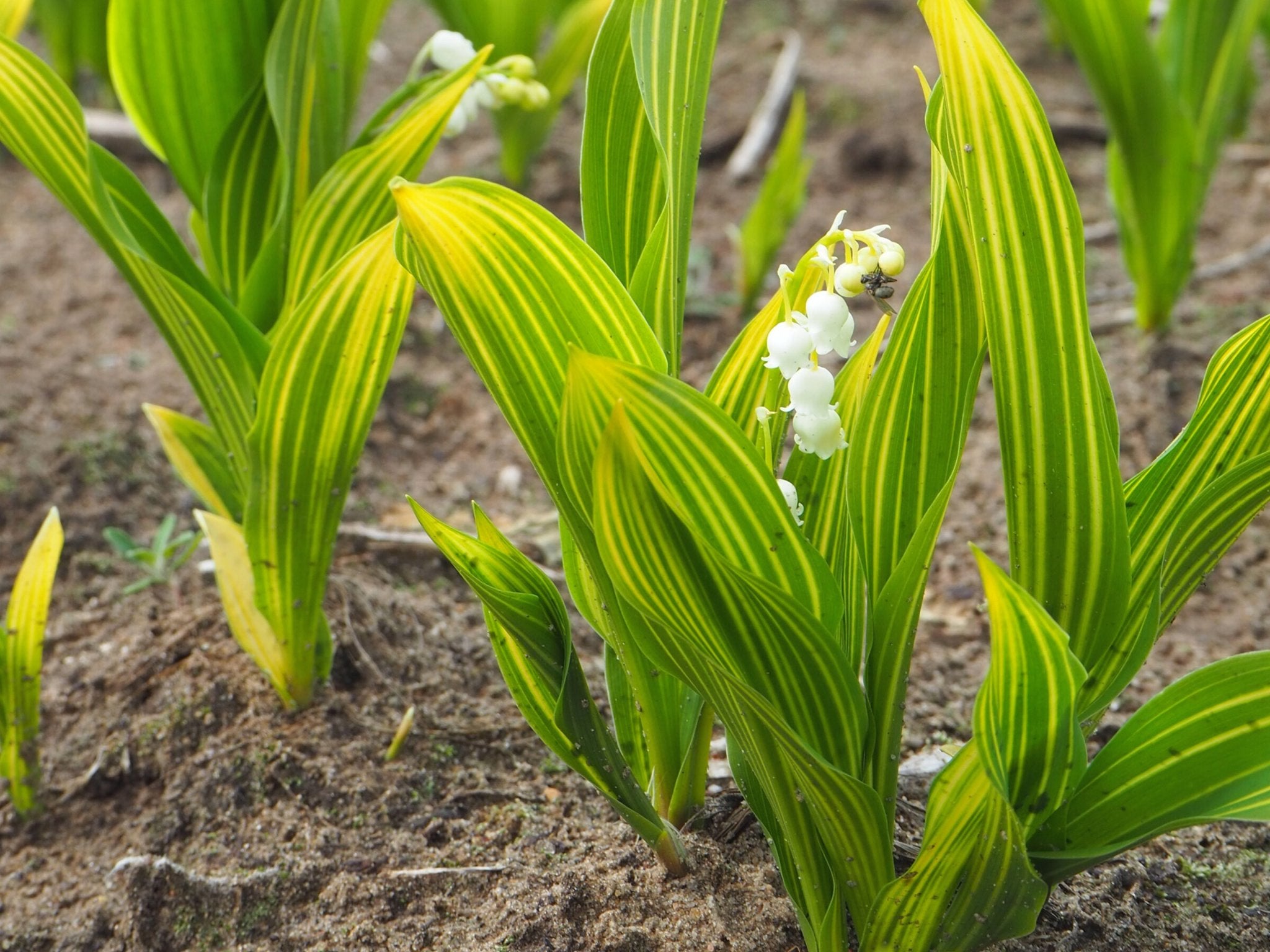 Lelietje Van Dalen - Convallaria Majalis 'Albostriata' - Clay & Roots - van de kwekerij