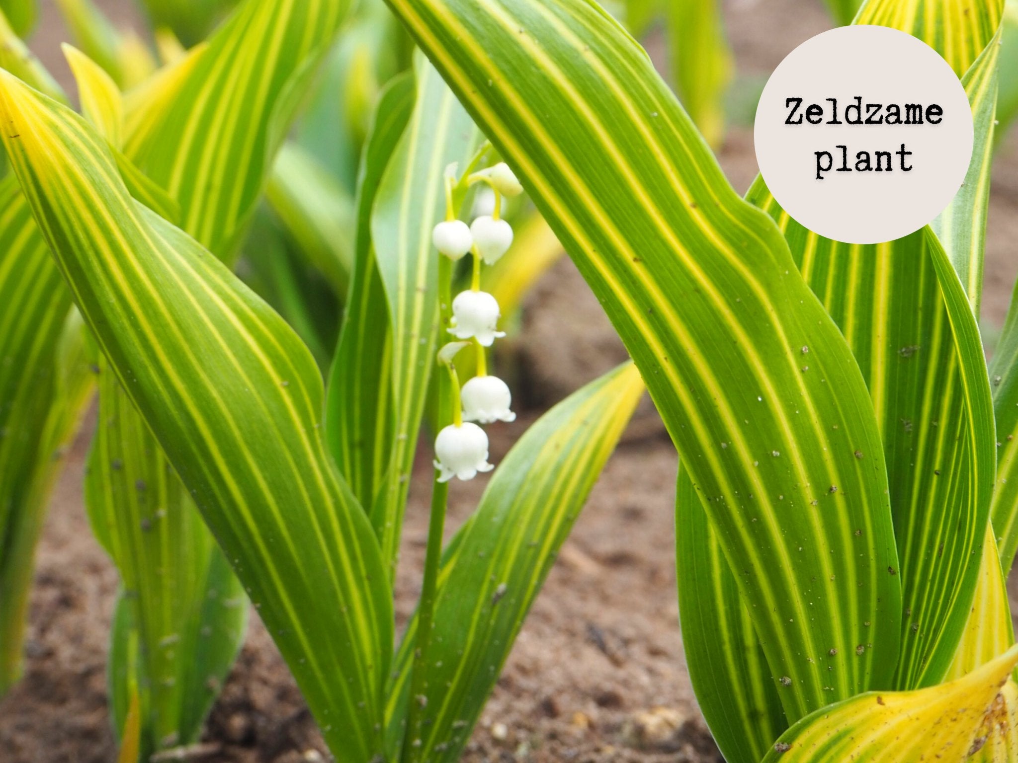 Lelietje Van Dalen - Convallaria Majalis 'Albostriata' - Clay & Roots - van de kwekerij