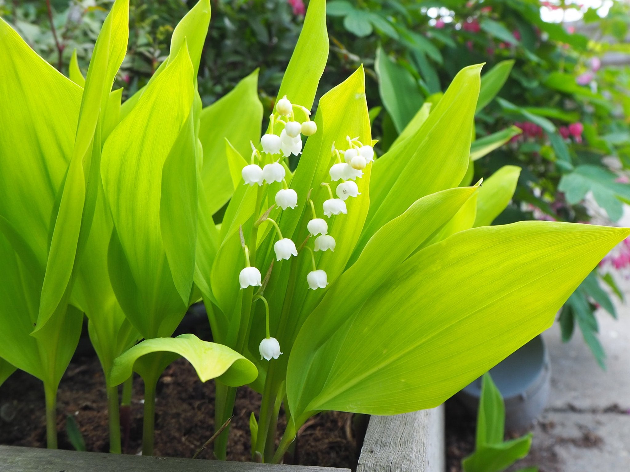Lelietje Van Dalen - Convallaria Majalis 'Aurea' - Clay & Roots - van de kwekerij