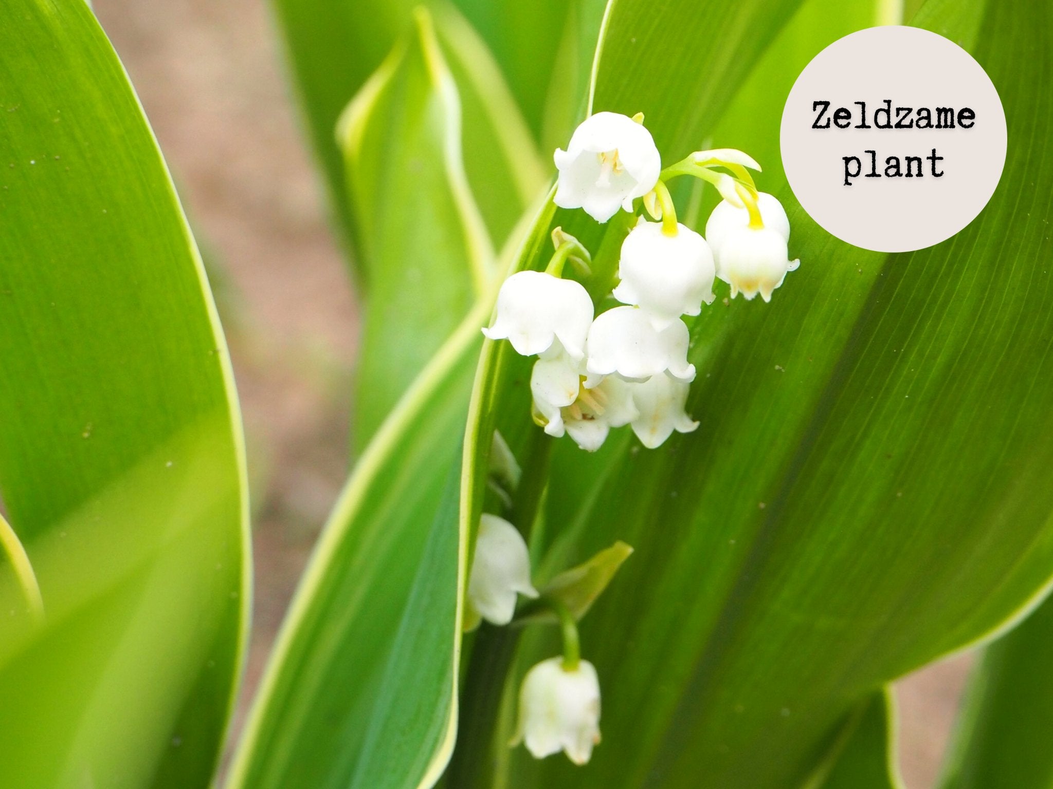 Lelietje Van Dalen - Convallaria Majalis 'Silberconfolis' - Clay & Roots - van de kwekerij