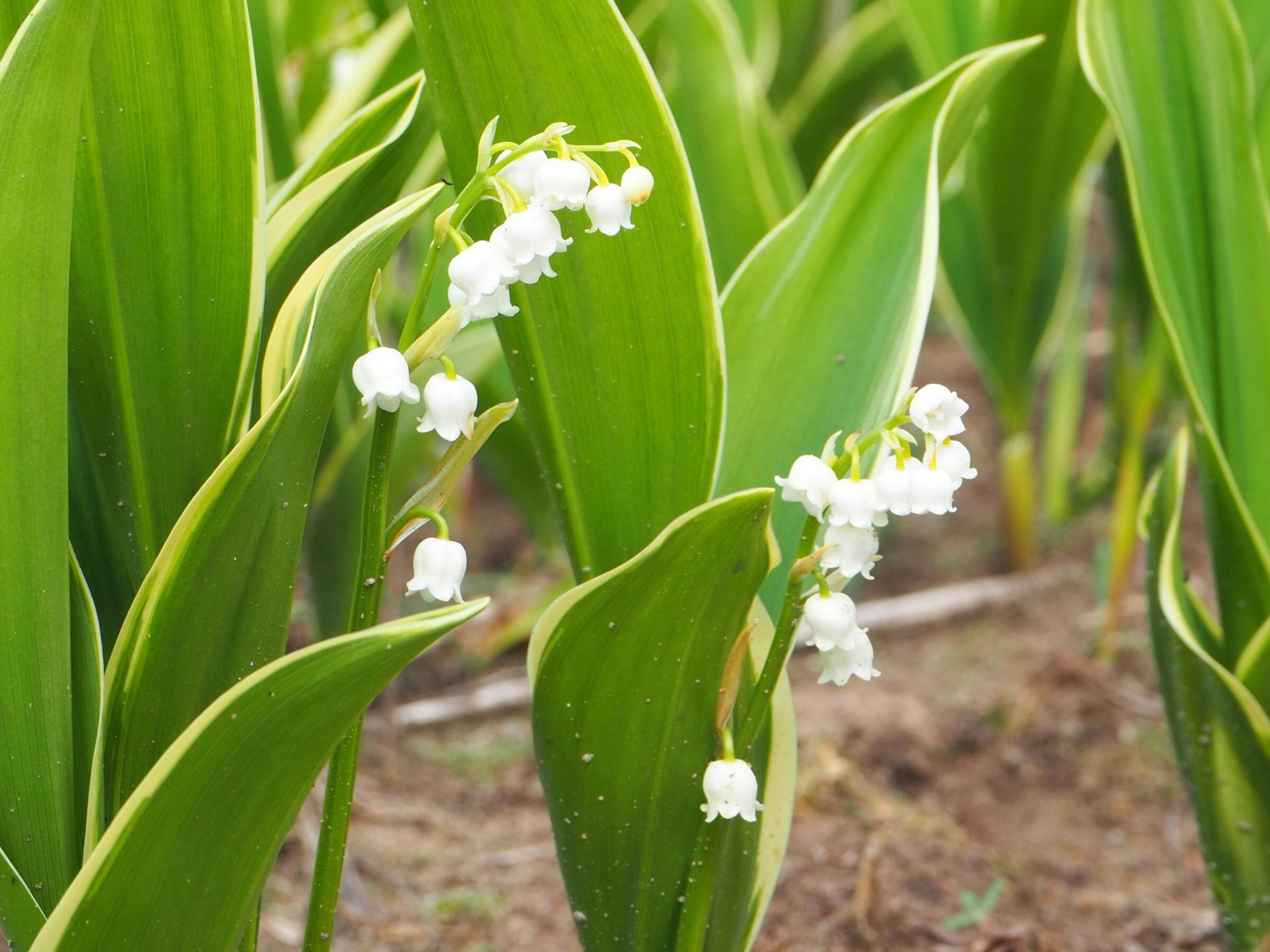 Lelietje Van Dalen - Convallaria Majalis 'Silberconfolis' - Clay & Roots - van de kwekerij