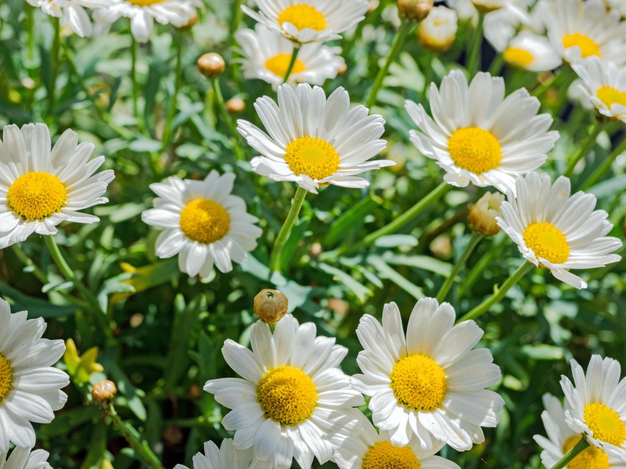 Leucanthemum Silberprinzesschen (Margriet) - Clay & Roots - van de kwekerij