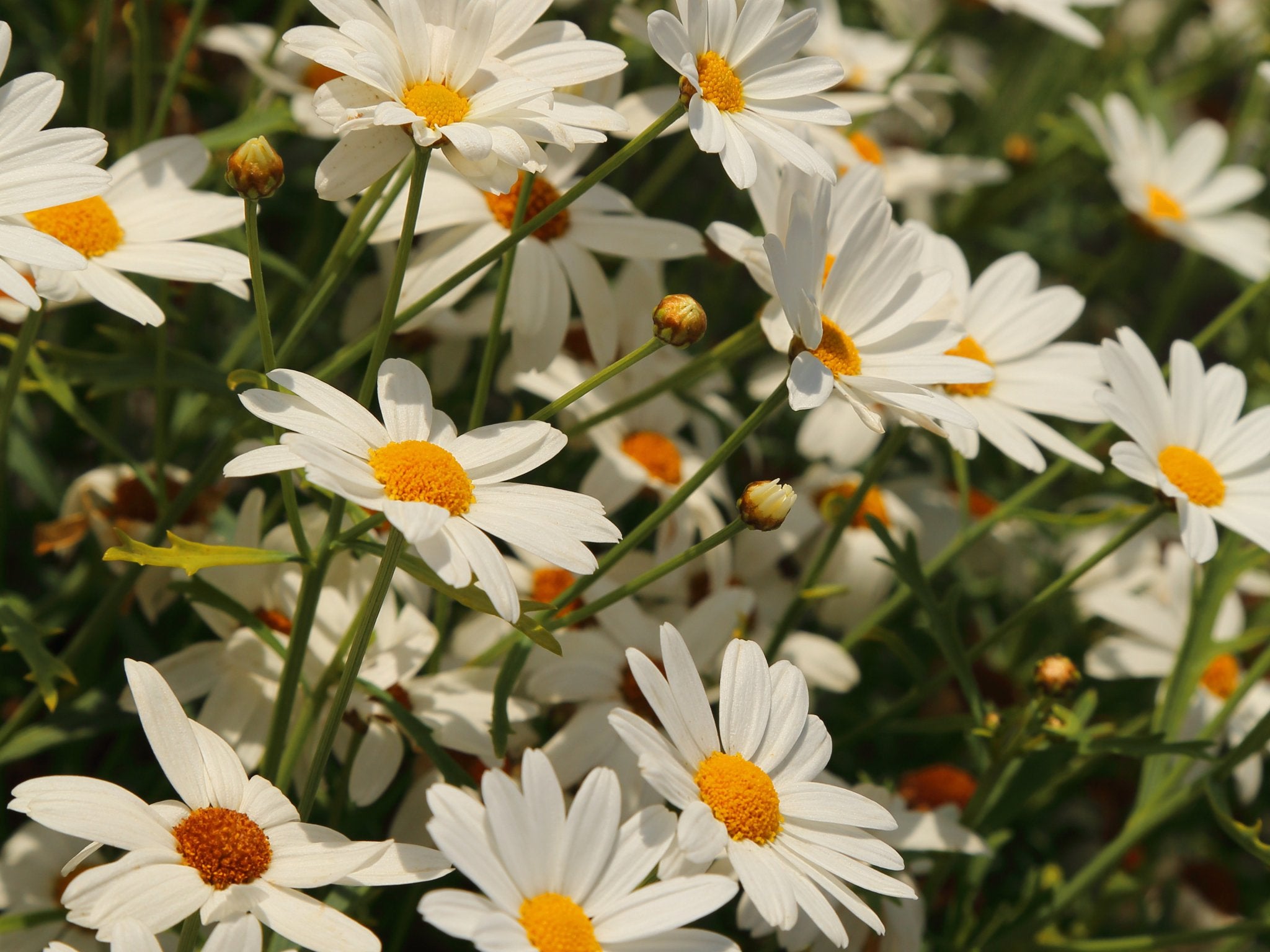 Leucanthemum Silberprinzesschen (Margriet) - Clay & Roots - van de kwekerij
