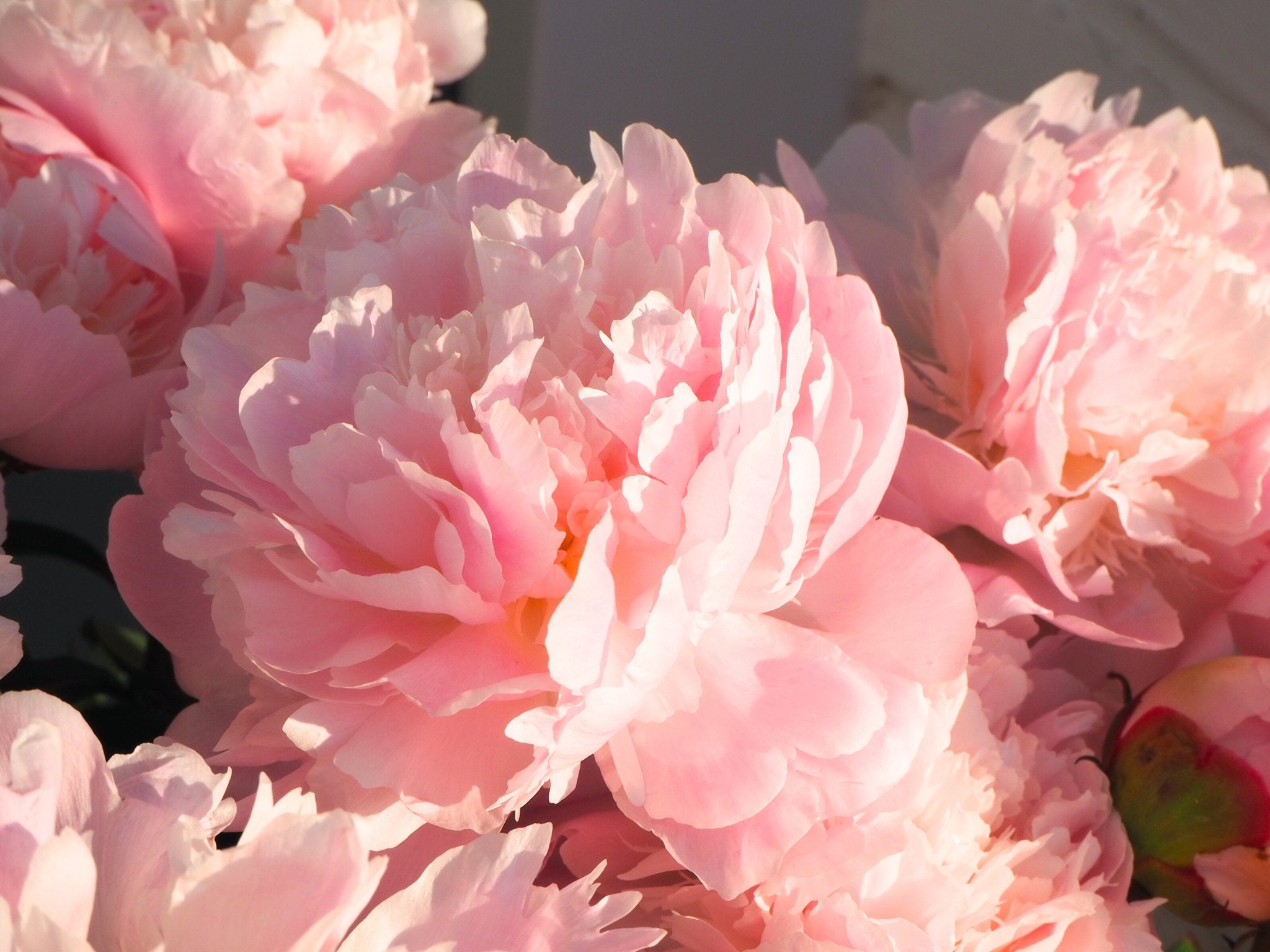 Pioenroos Alertie - Clay & Roots - van de kwekerij