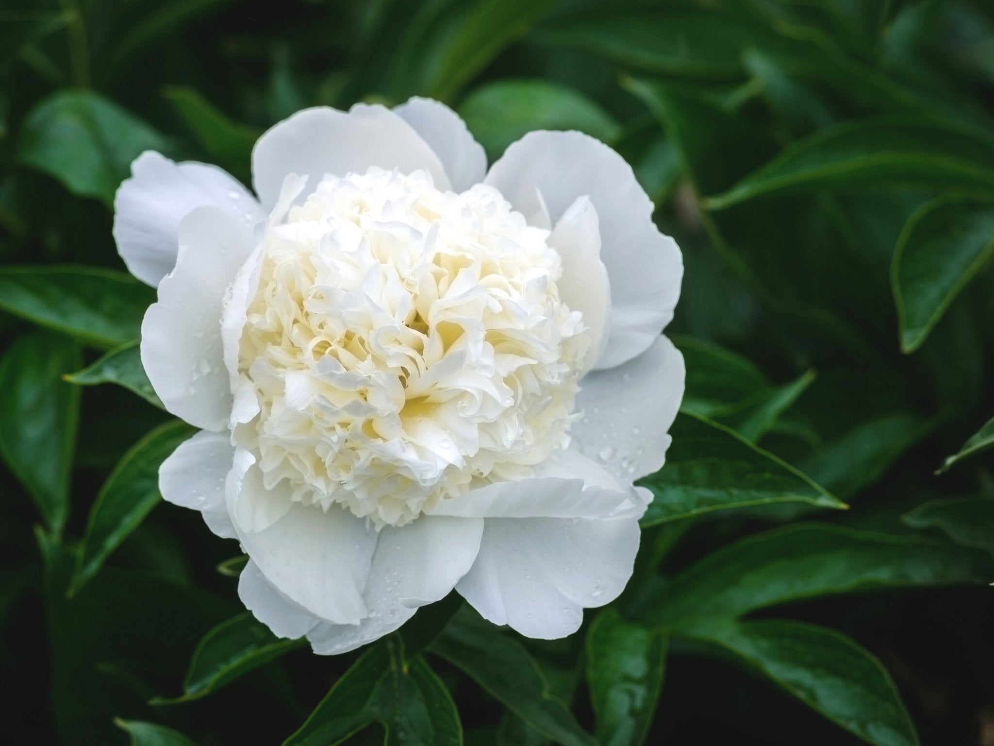 Pioenroos Charles White - Clay & Roots - van de kwekerij