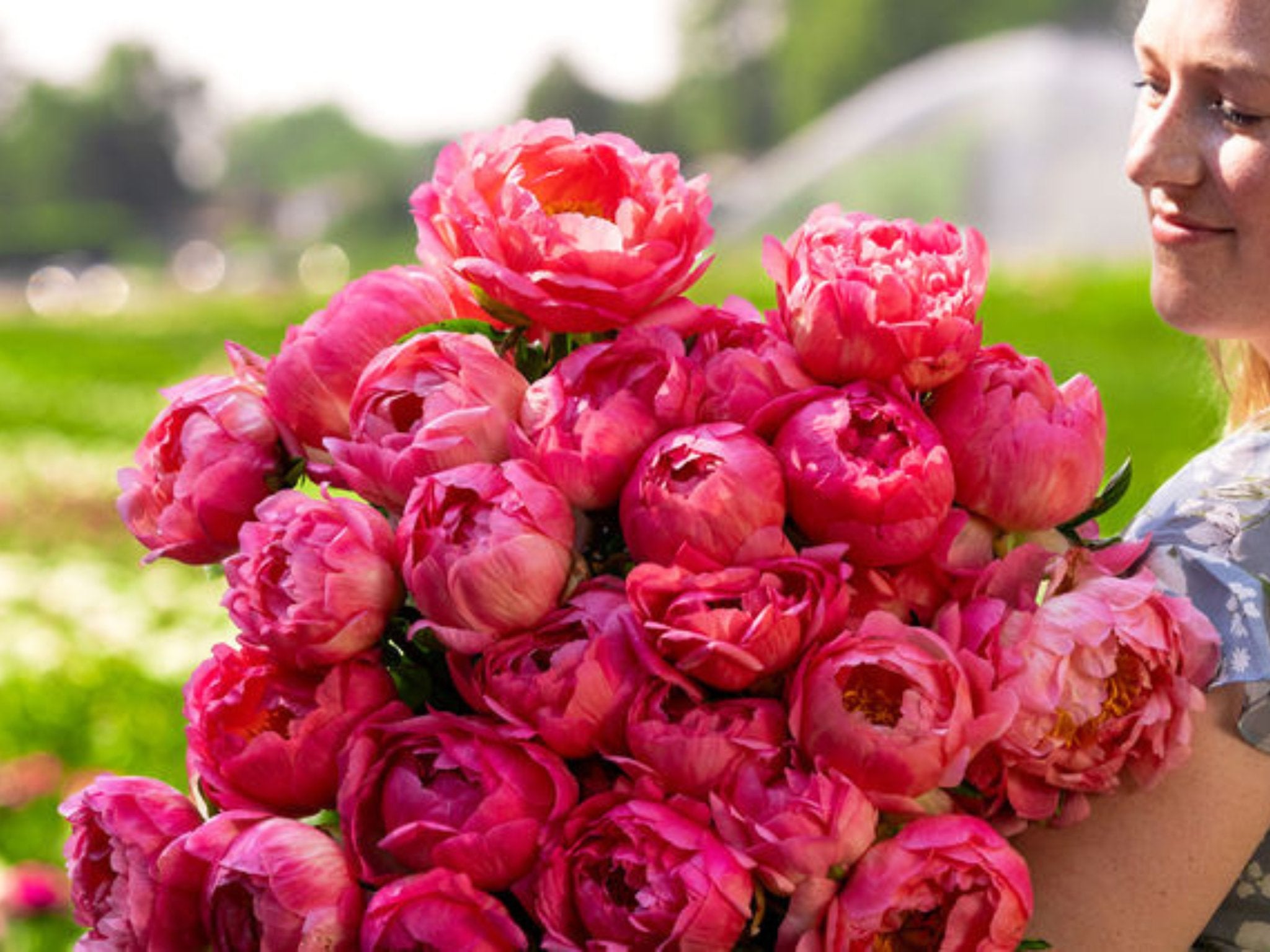 Pioenroos Coral Sunset - M wortelknol - Clay & Roots - van de kwekerij