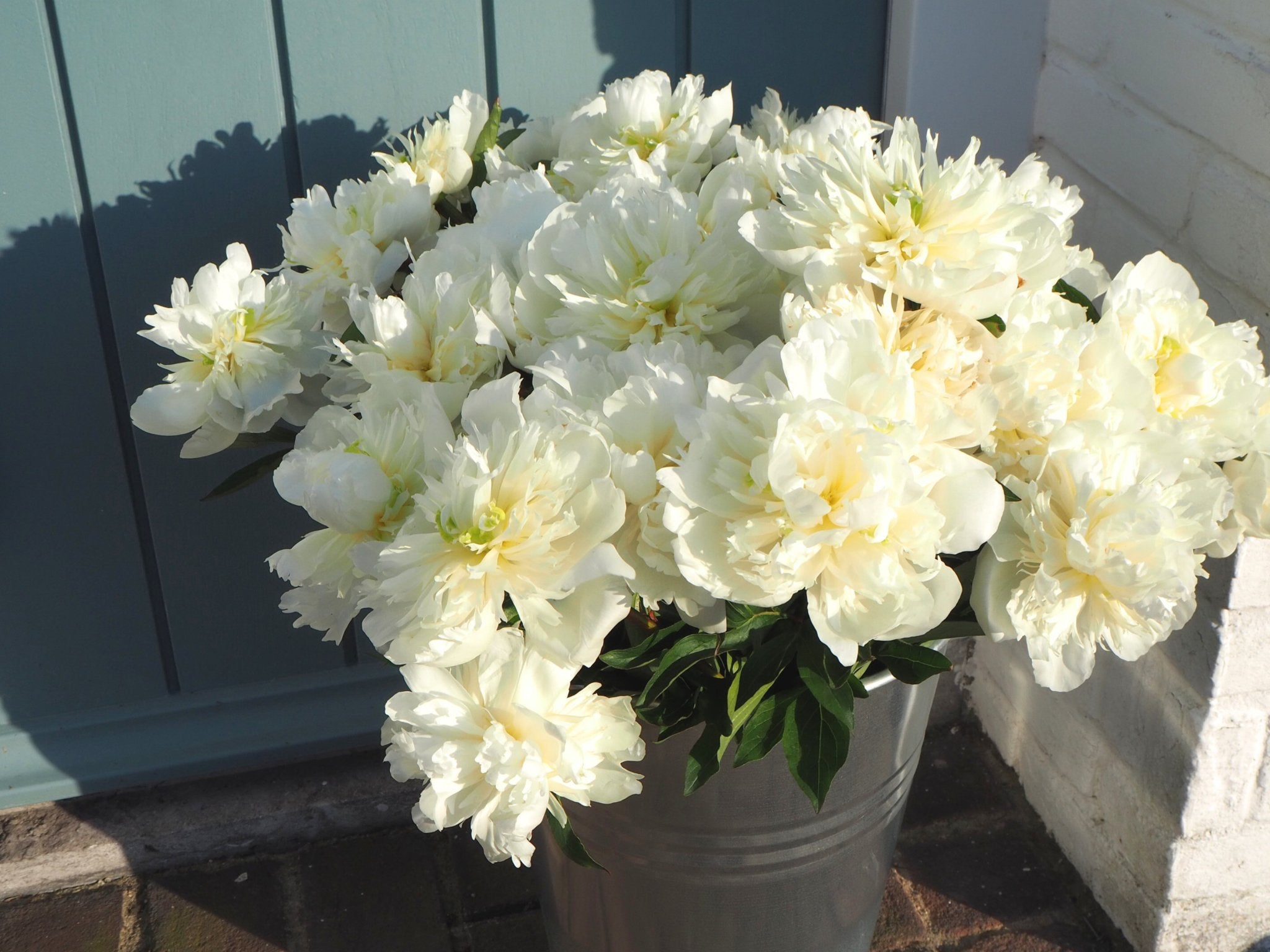 Pioenroos Duchesse de Nemours - Clay & Roots - van de kwekerij