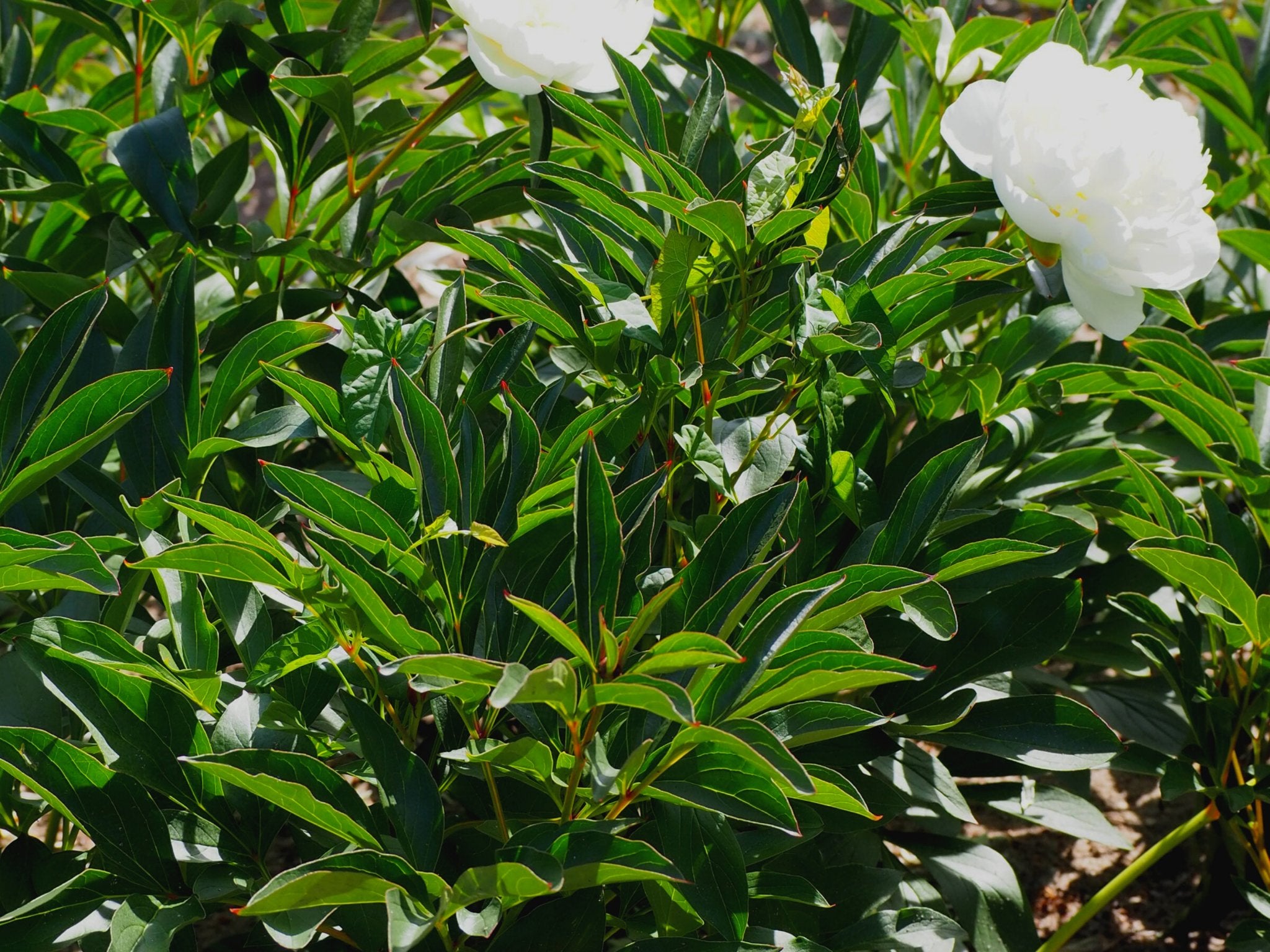 Pioenroos Duchesse de Nemours - Clay & Roots - van de kwekerij