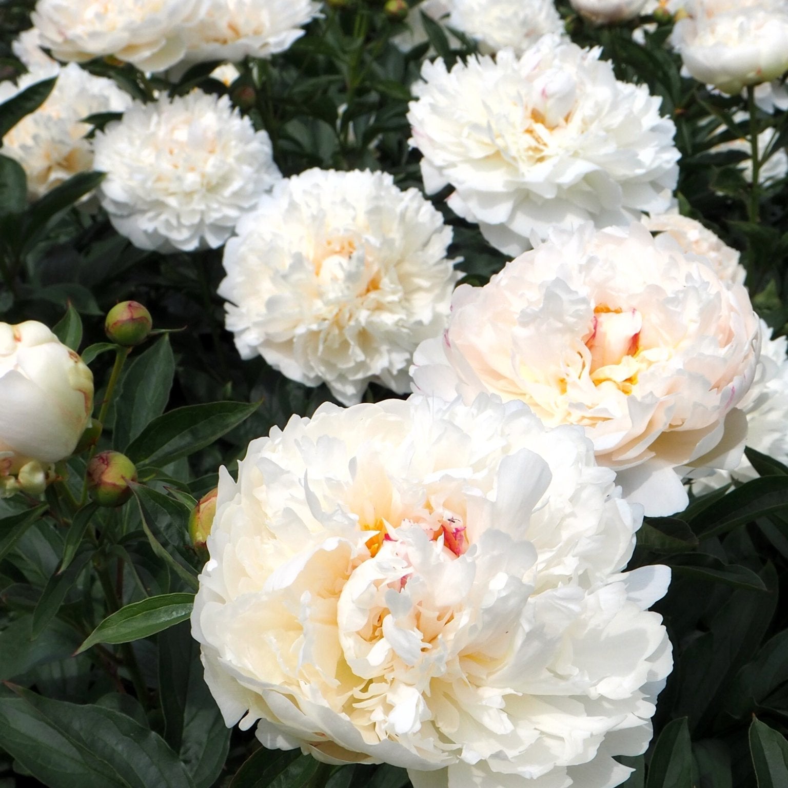 Pioenroos Festiva Powder Puff - Clay & Roots - van de kwekerij