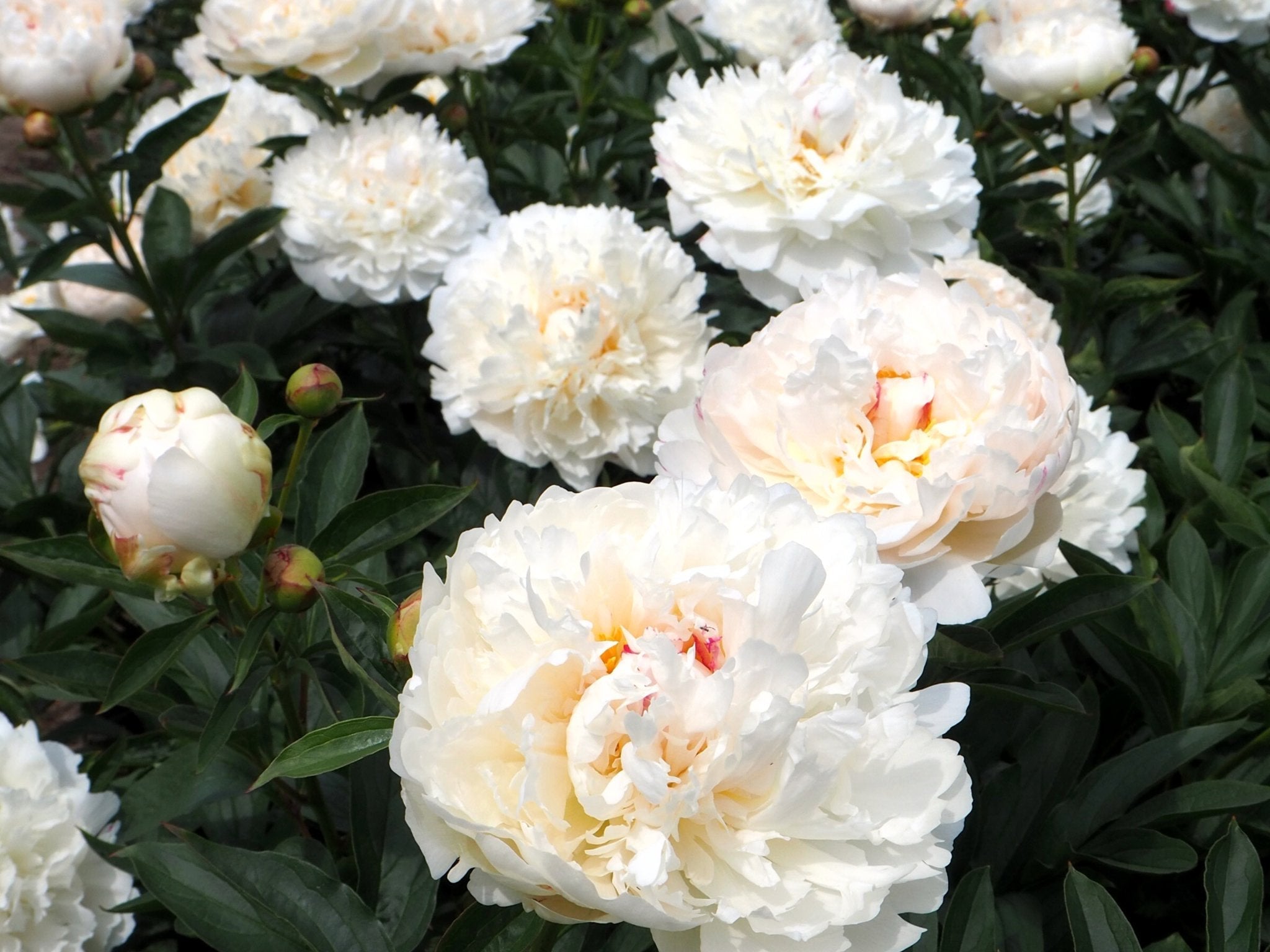 Pioenroos Festiva Powder Puff - Clay & Roots - van de kwekerij