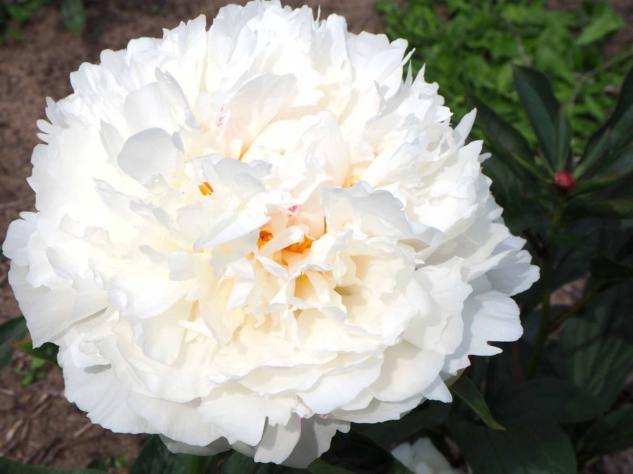 Pioenroos Festiva Powder Puff - Clay & Roots - van de kwekerij