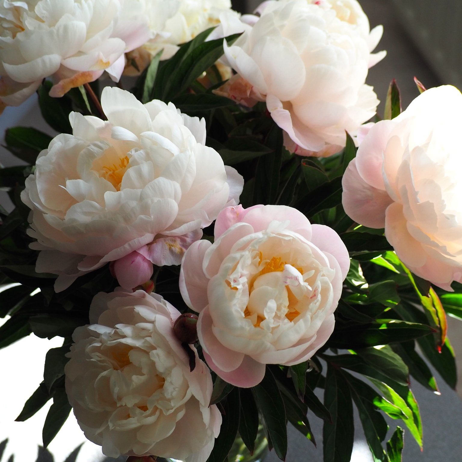 Pioenroos Gardenia - Clay & Roots - van de kwekerij