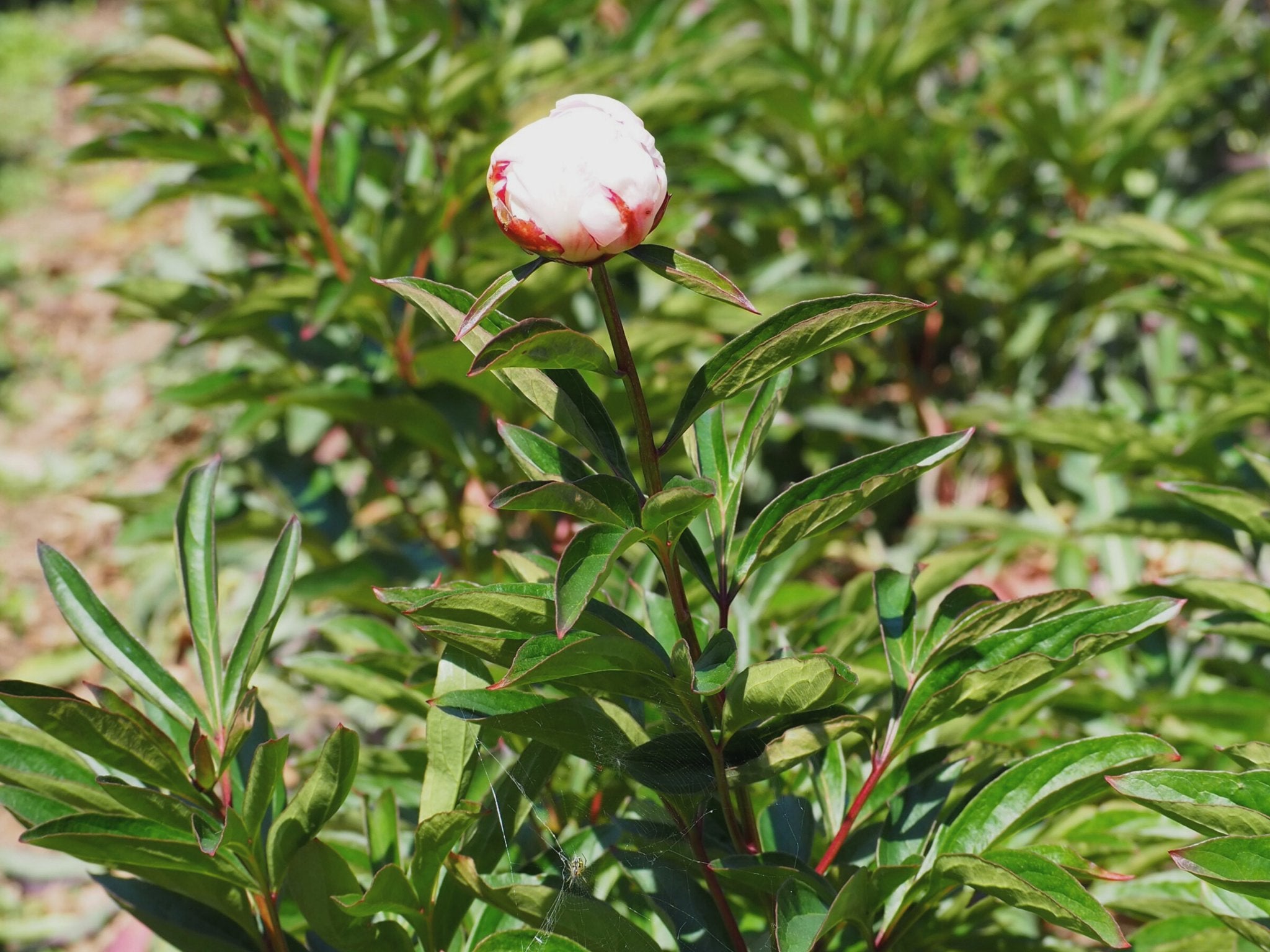 Pioenroos Gardenia - Clay & Roots - van de kwekerij