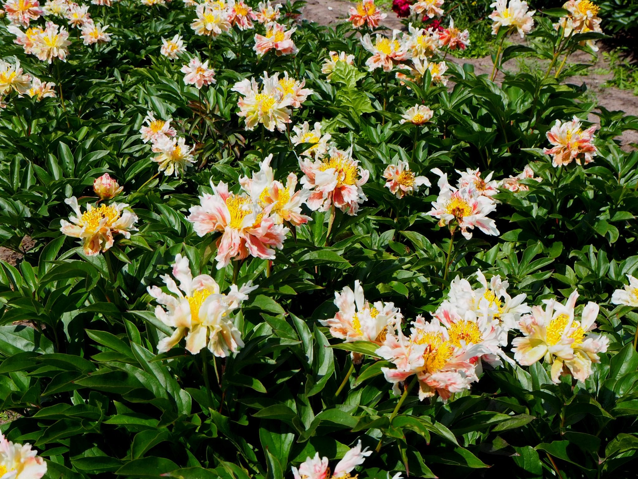 Pioenroos Green Lotus - Clay & Roots - van de kwekerij