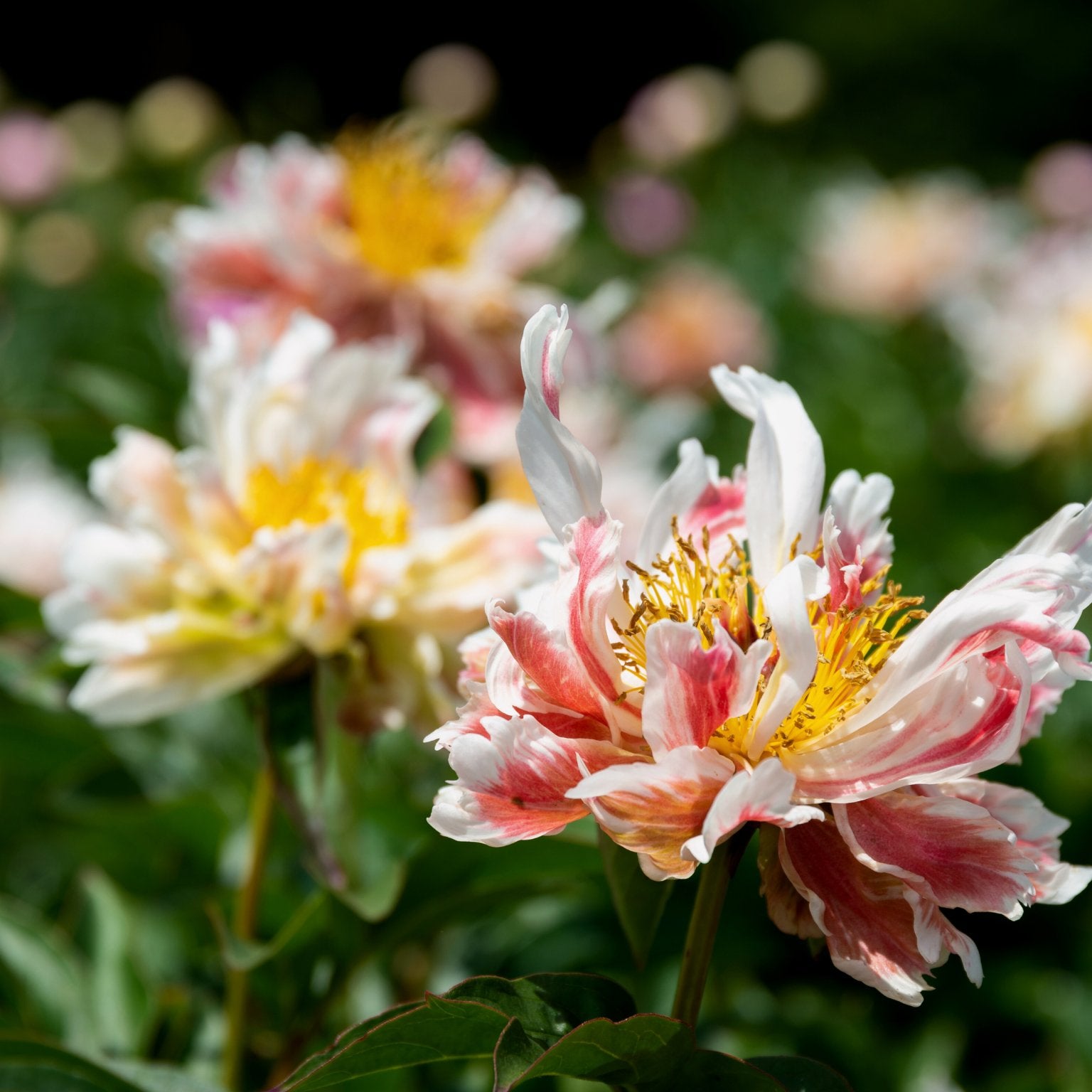 Pioenroos Green Lotus - Clay & Roots - van de kwekerij