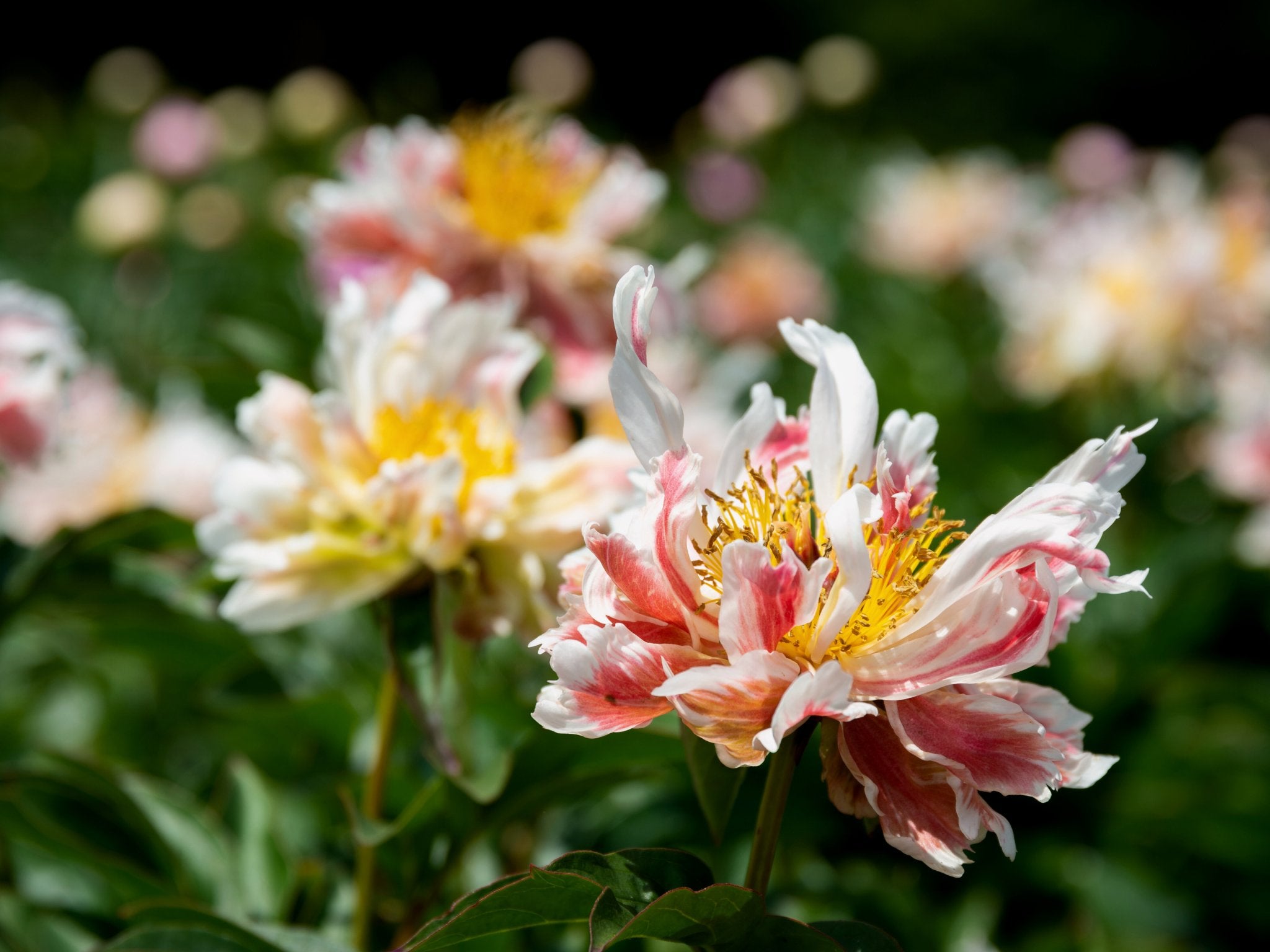 Pioenroos Green Lotus - Clay & Roots - van de kwekerij