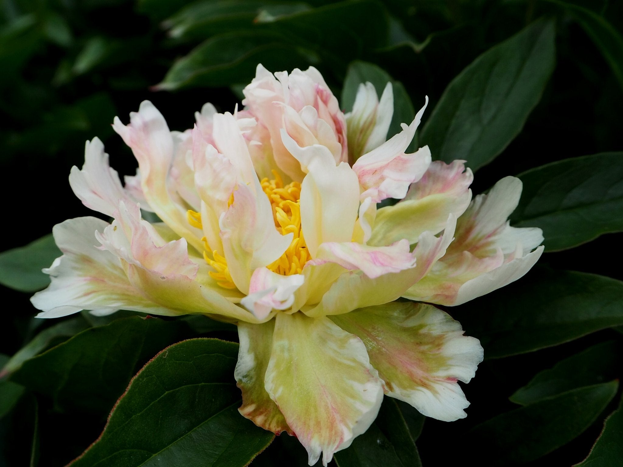 Pioenroos Green Lotus - Clay & Roots - van de kwekerij