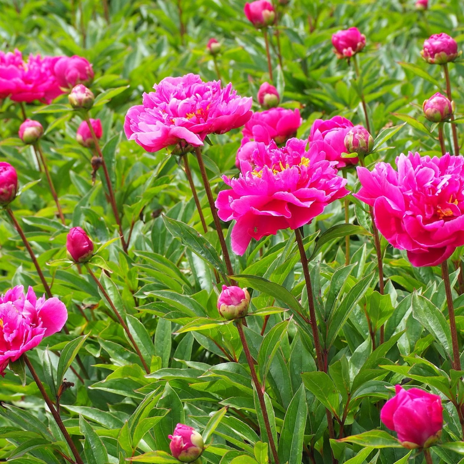 Pioenroos Karl Rosenfield - Clay & Roots - van de kwekerij