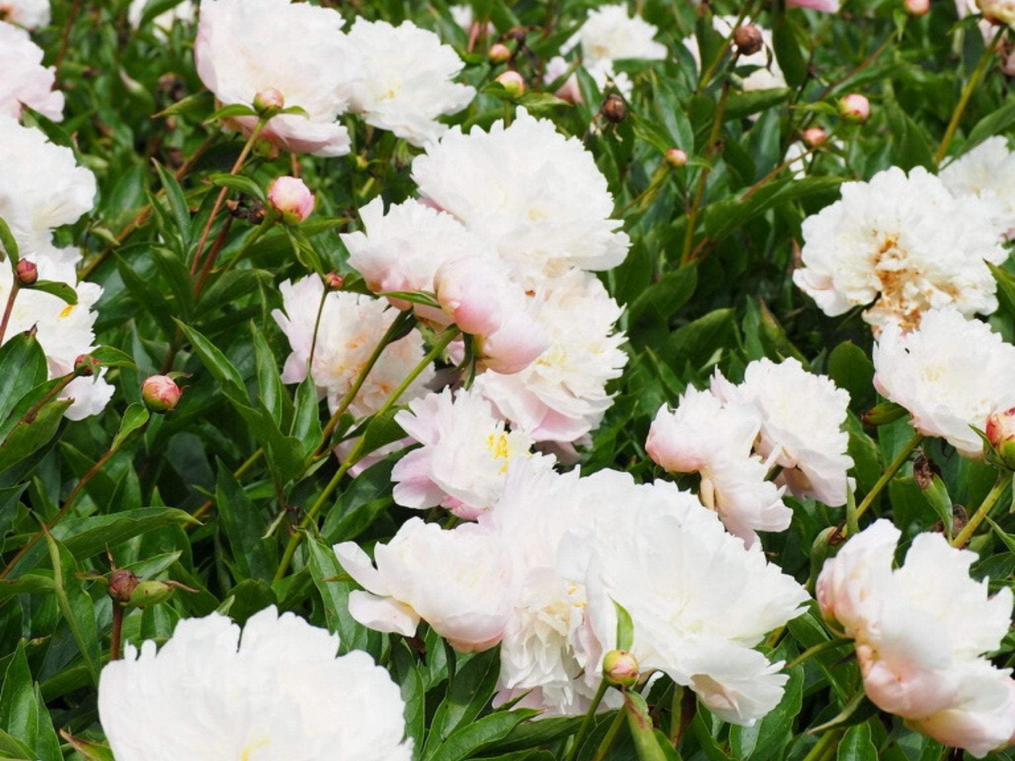 Pioenroos Mother's Choice - Clay & Roots - van de kwekerij