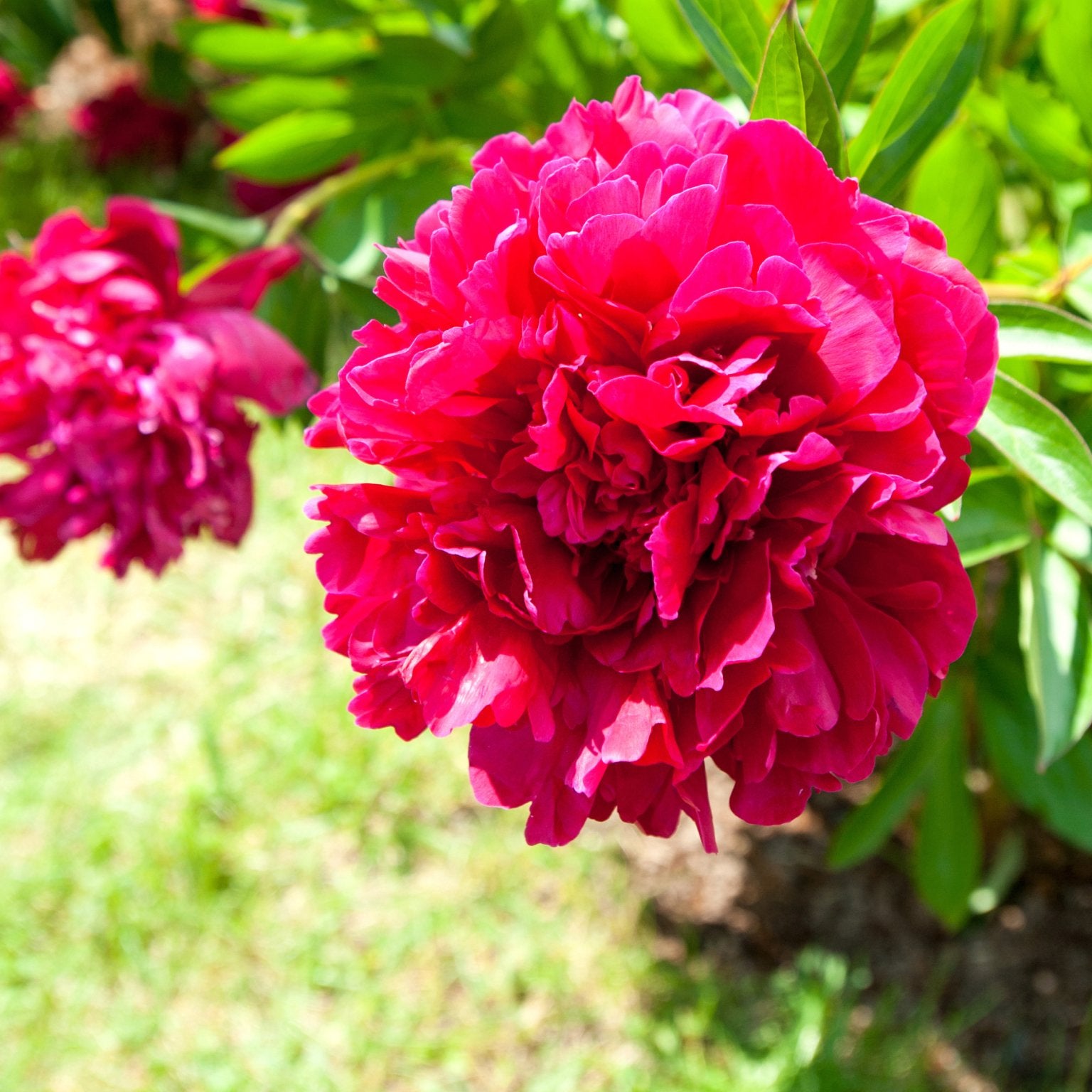 Pioenroos Paul M. Wild - Clay & Roots - van de kwekerij