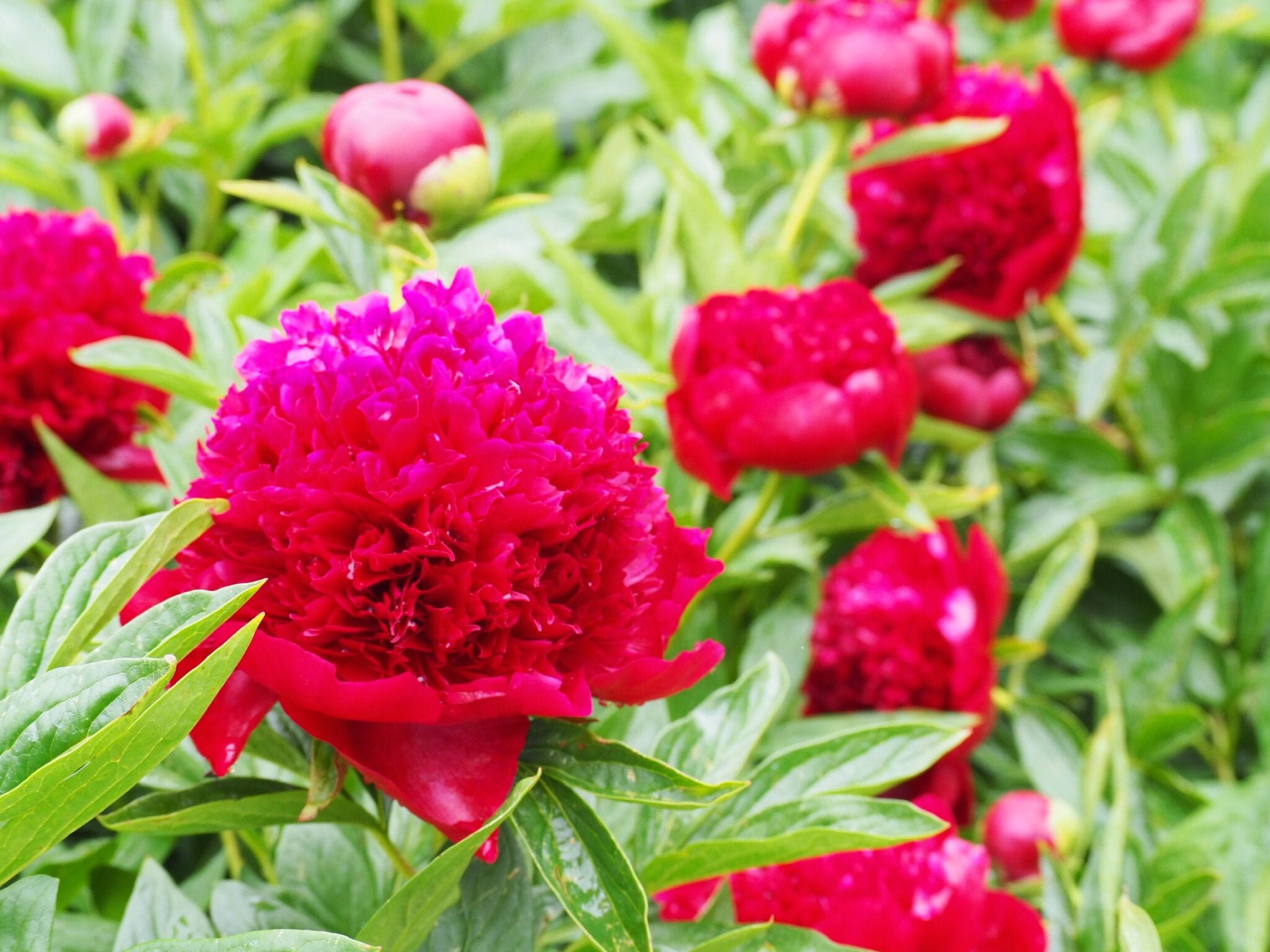 Pioenroos Red Charm - Clay & Roots - van de kwekerij