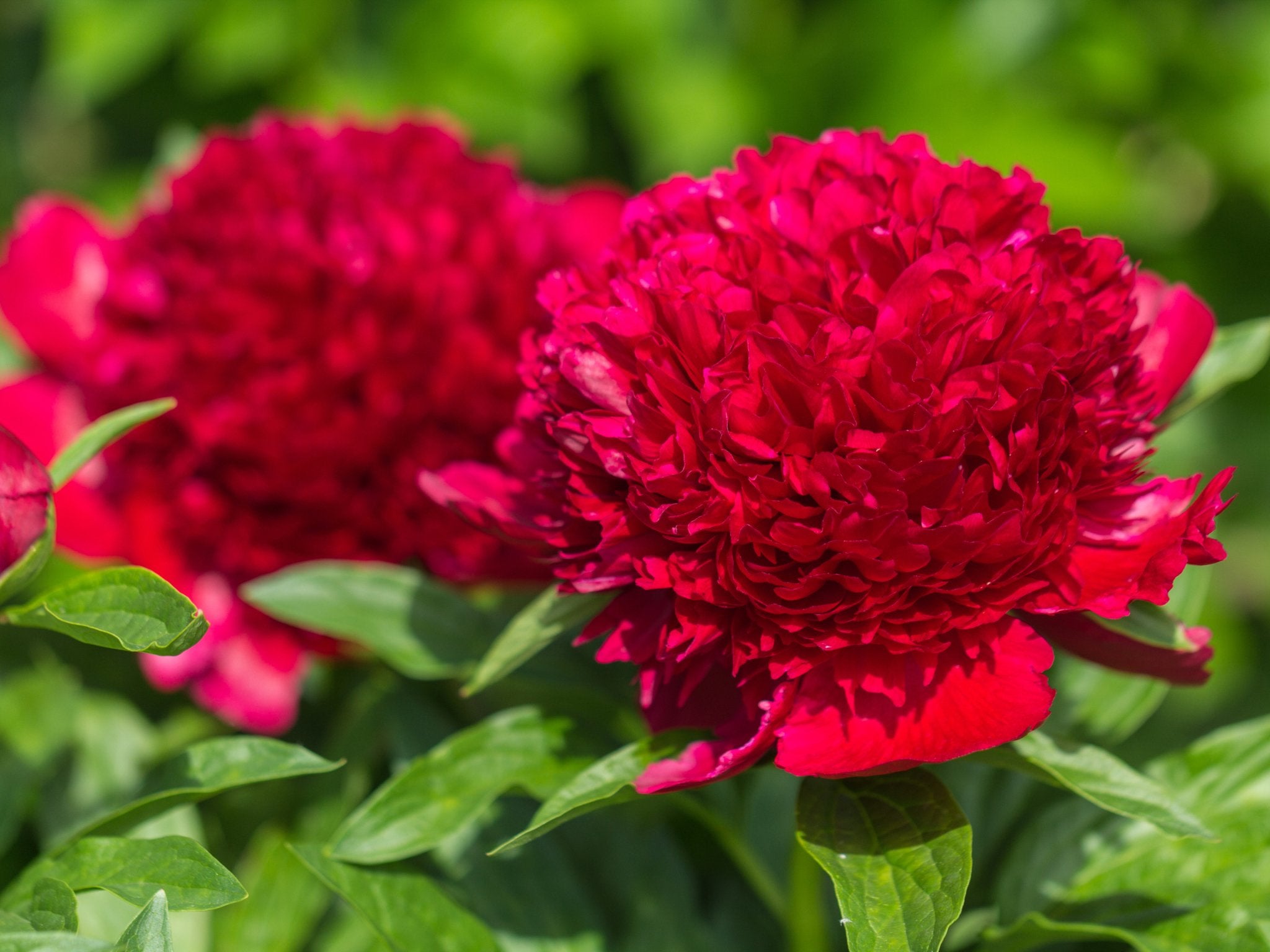 Pioenroos Red Charm - Clay & Roots - van de kwekerij