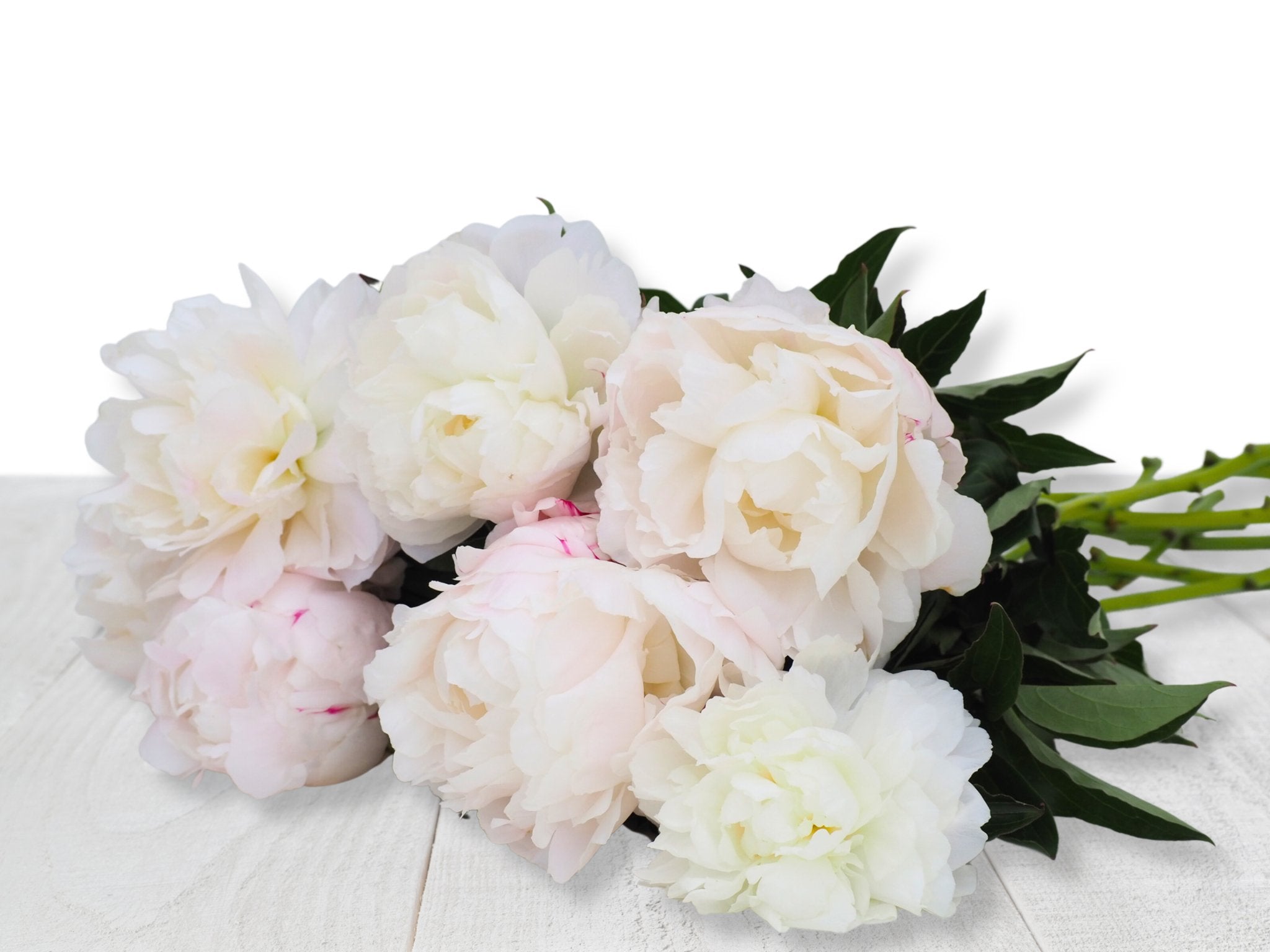 Pioenroos Shirley Temple - Clay & Roots - van de kwekerij