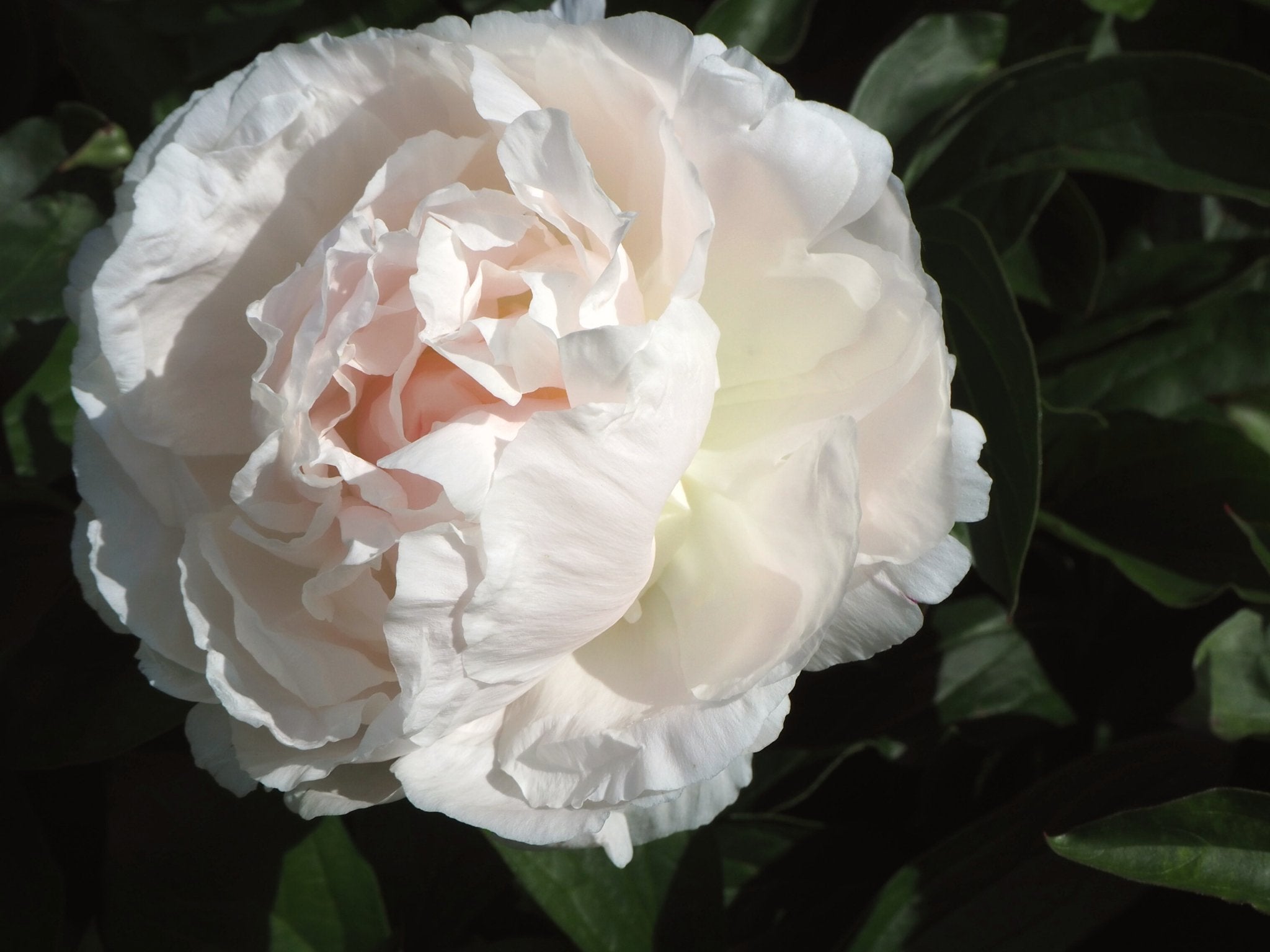 Pioenroos Shirley Temple - Clay & Roots - van de kwekerij