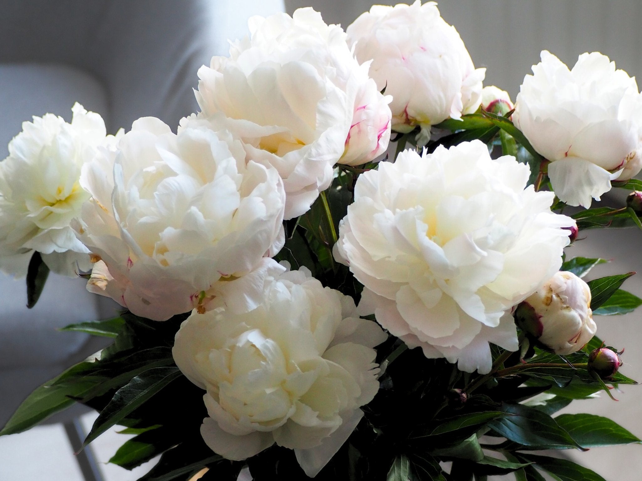 Pioenroos Shirley Temple - Clay & Roots - van de kwekerij