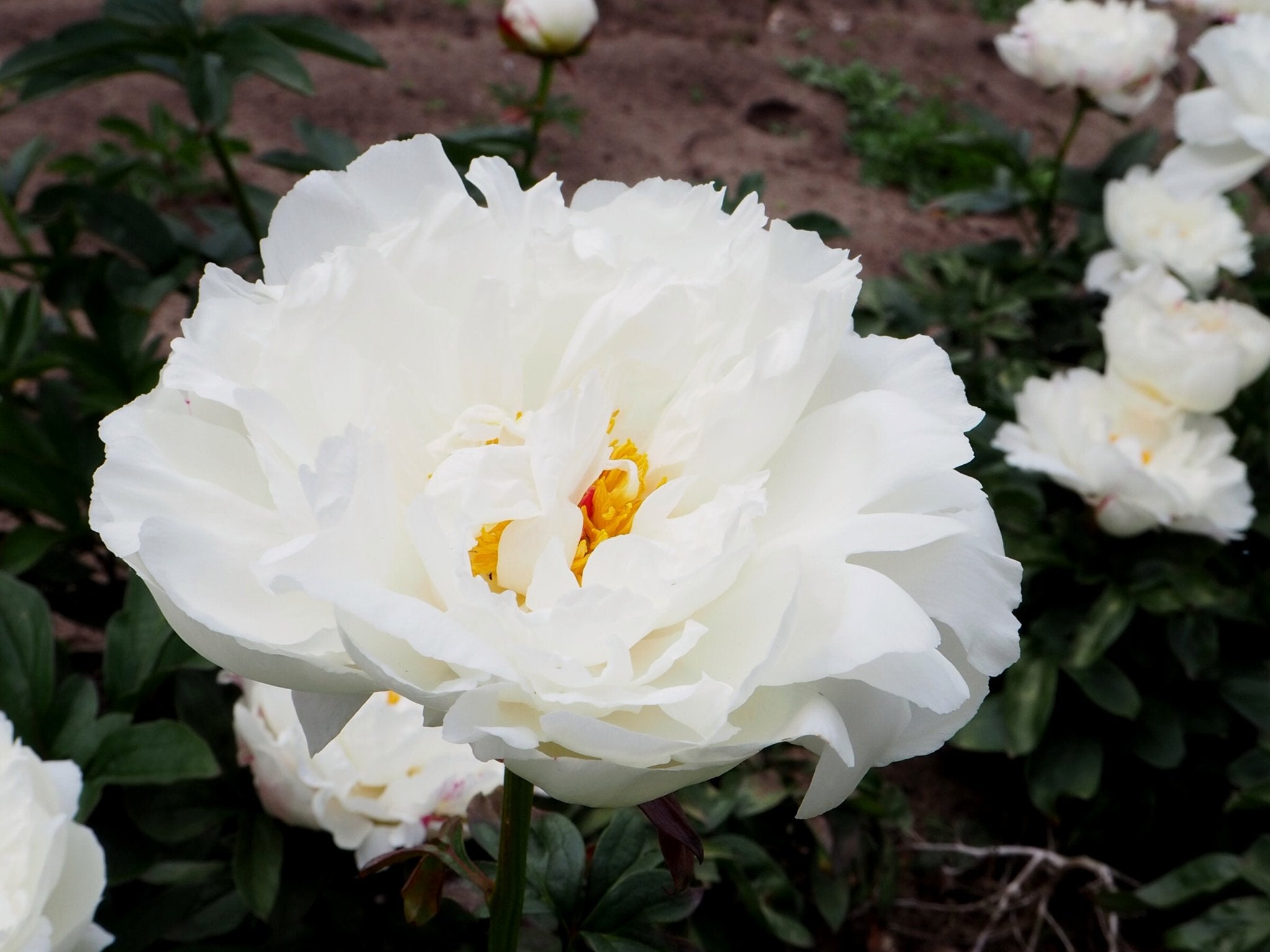 Pioenroos Victorian Broach - Clay & Roots - van de kwekerij