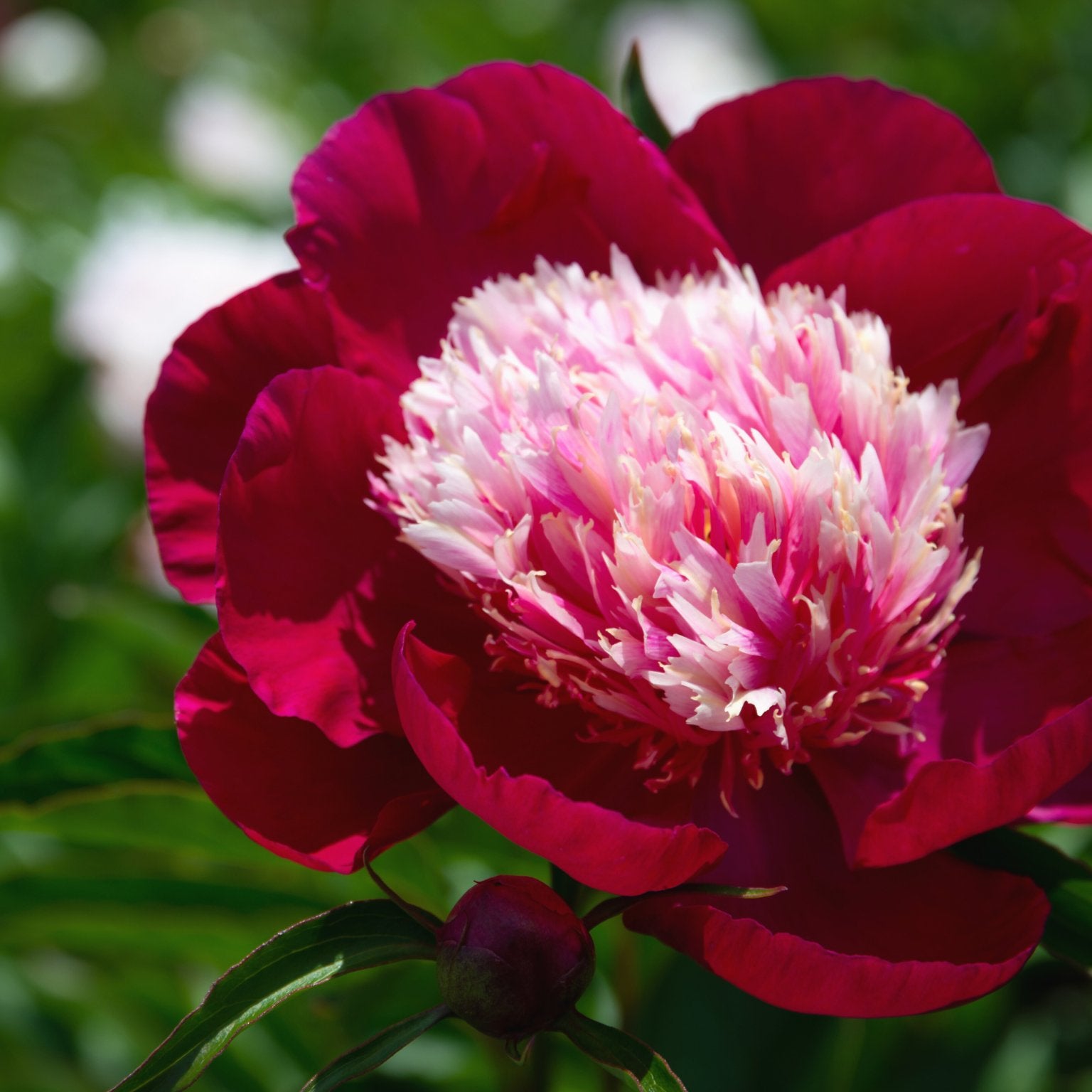 Pioenroos White Cap - Clay & Roots - van de kwekerij