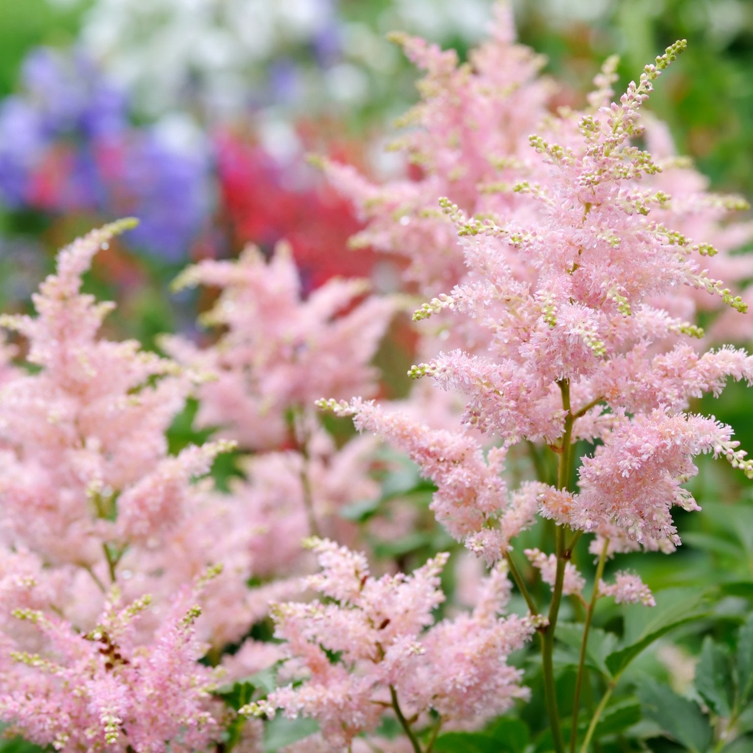 Pluimspirea Astilbe Europa (lichtroze) - Clay & Roots - van de kwekerij