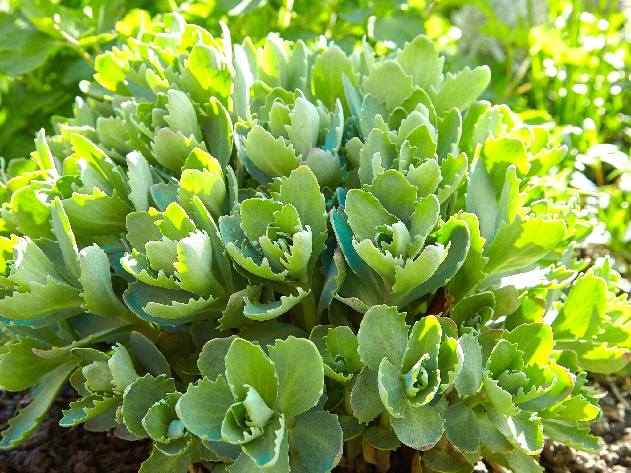 Sedum Stardust - Clay & Roots - van de kwekerij