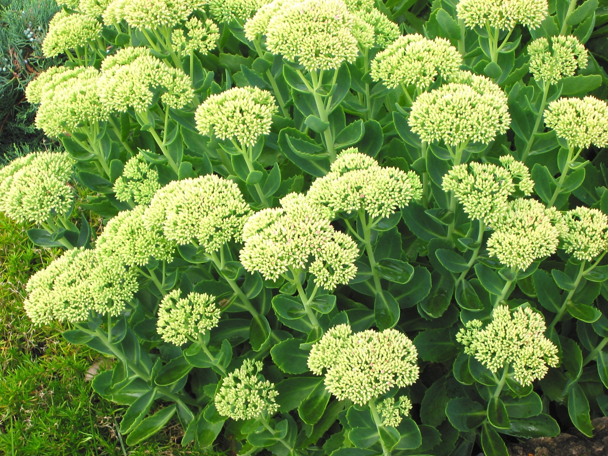 Sedum Stardust - Clay & Roots - van de kwekerij