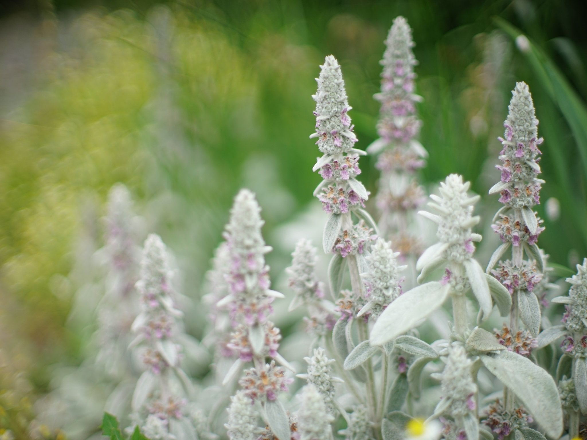 Stachys byzantina (Ezelsoor) - Clay & Roots - van de kwekerij