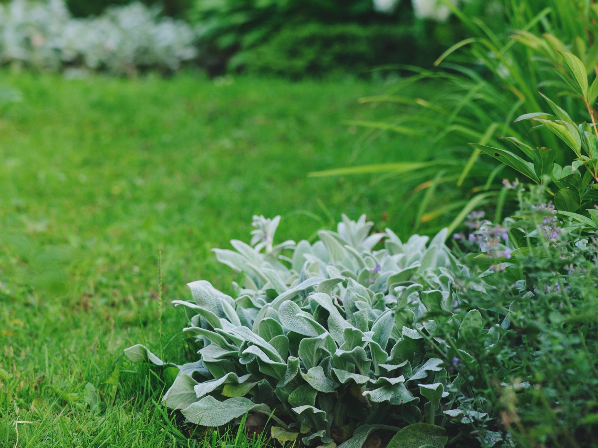 Stachys byzantina (Ezelsoor) - Clay & Roots - van de kwekerij