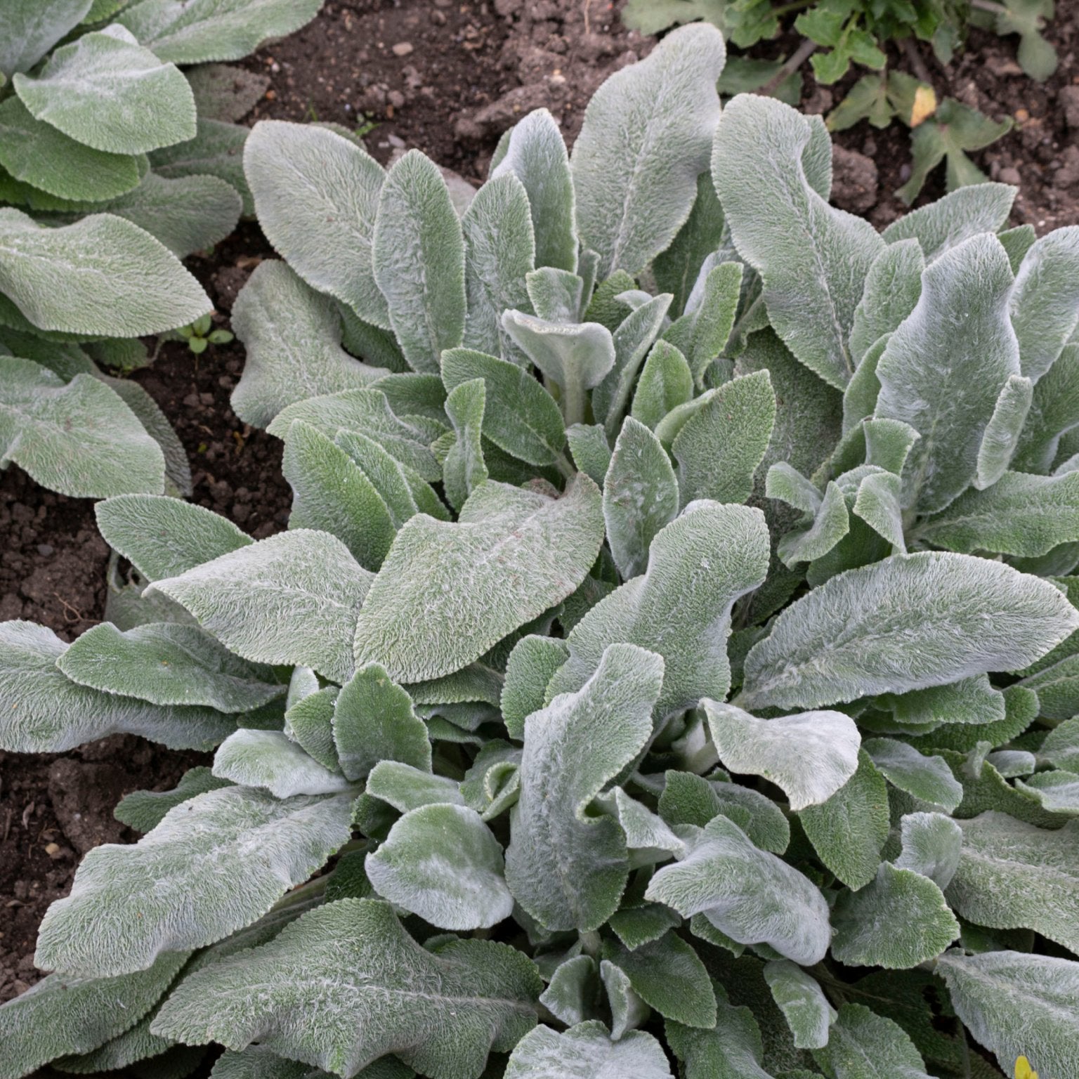 Stachys byzantina (Ezelsoor) - Clay & Roots - van de kwekerij
