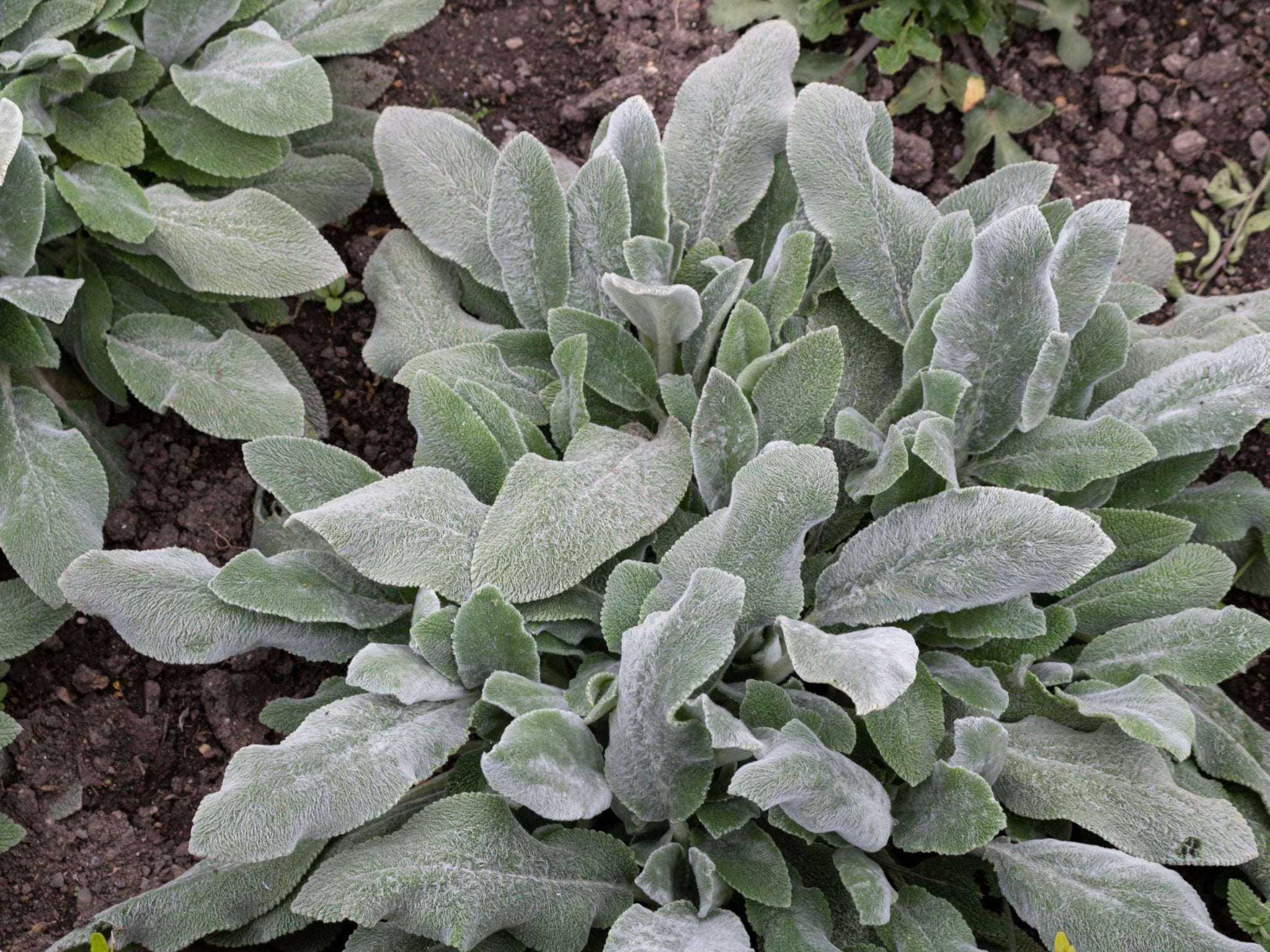 Stachys byzantina (Ezelsoor) - Clay & Roots - van de kwekerij