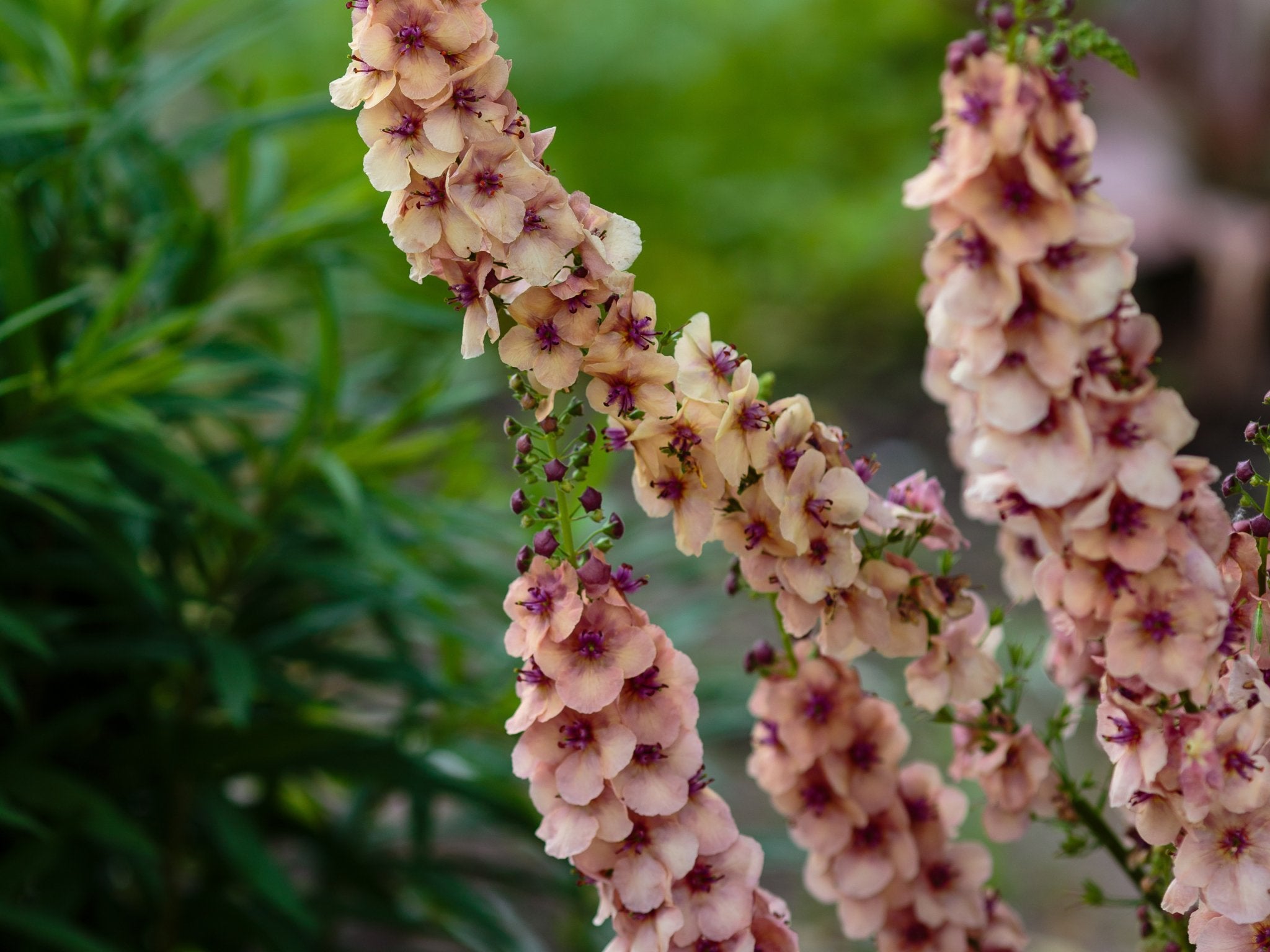 Verbascum Southern Charm - Clay & Roots - van de kwekerij