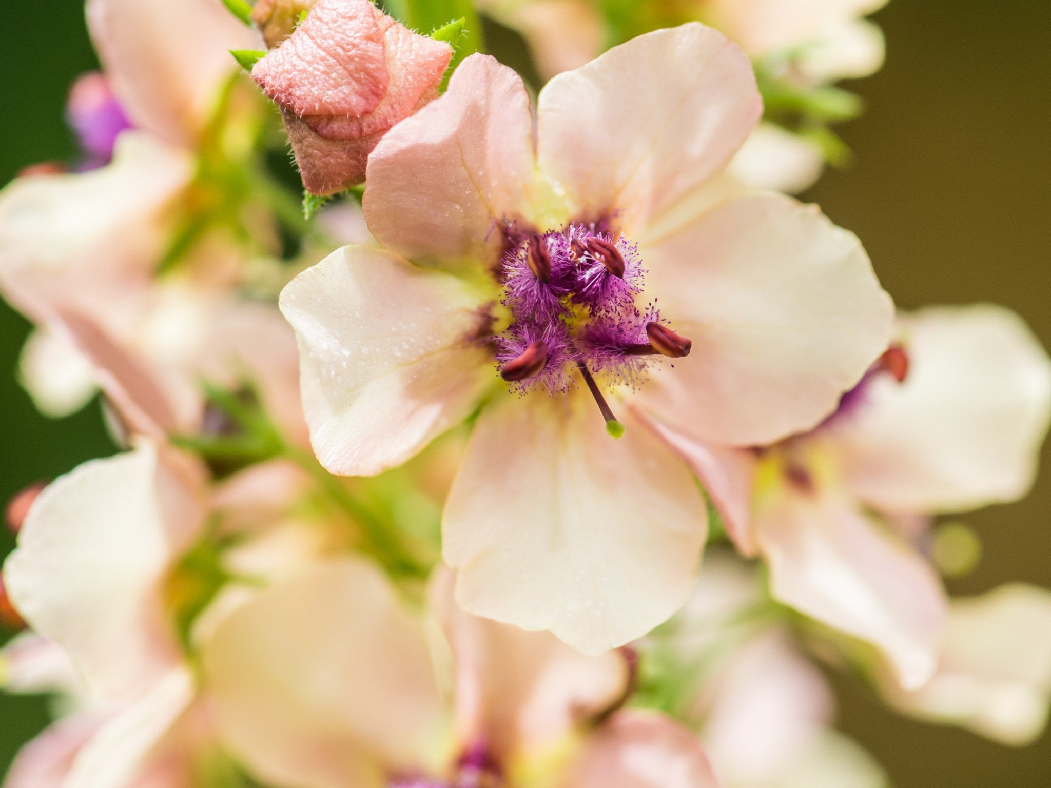 Verbascum Southern Charm - Clay & Roots - van de kwekerij
