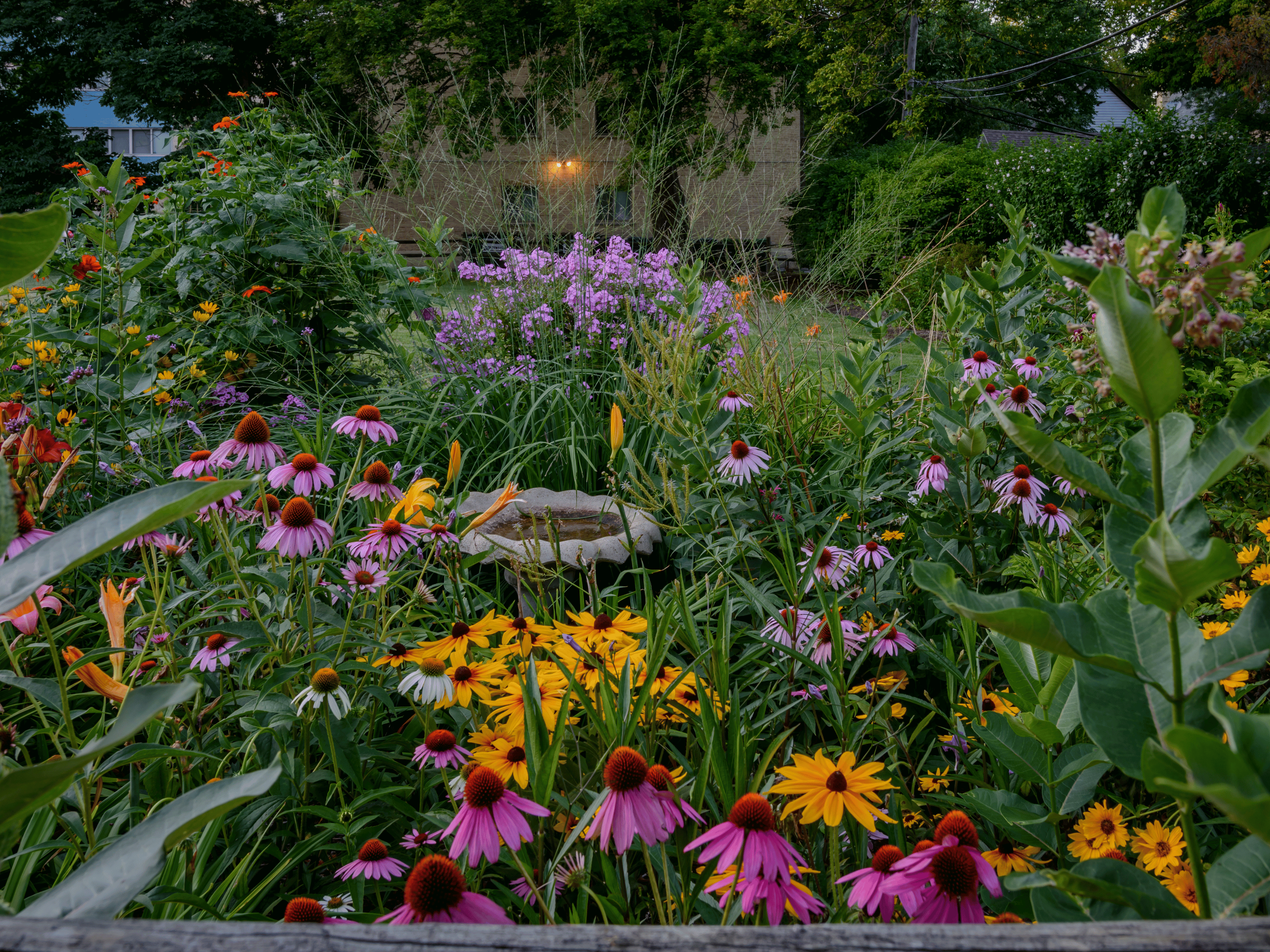 Een cottagetuin creëren met vaste planten