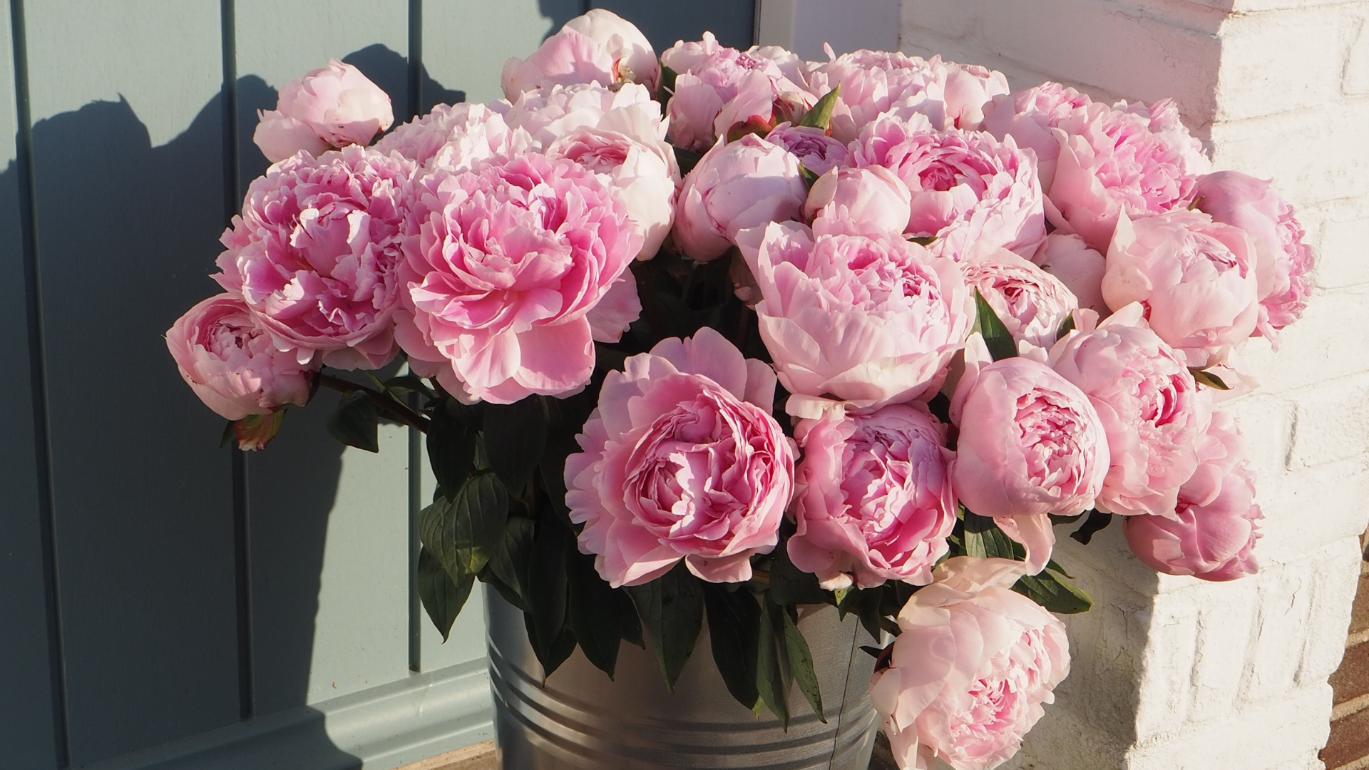 5 pioenrozen met een heerlijke geur